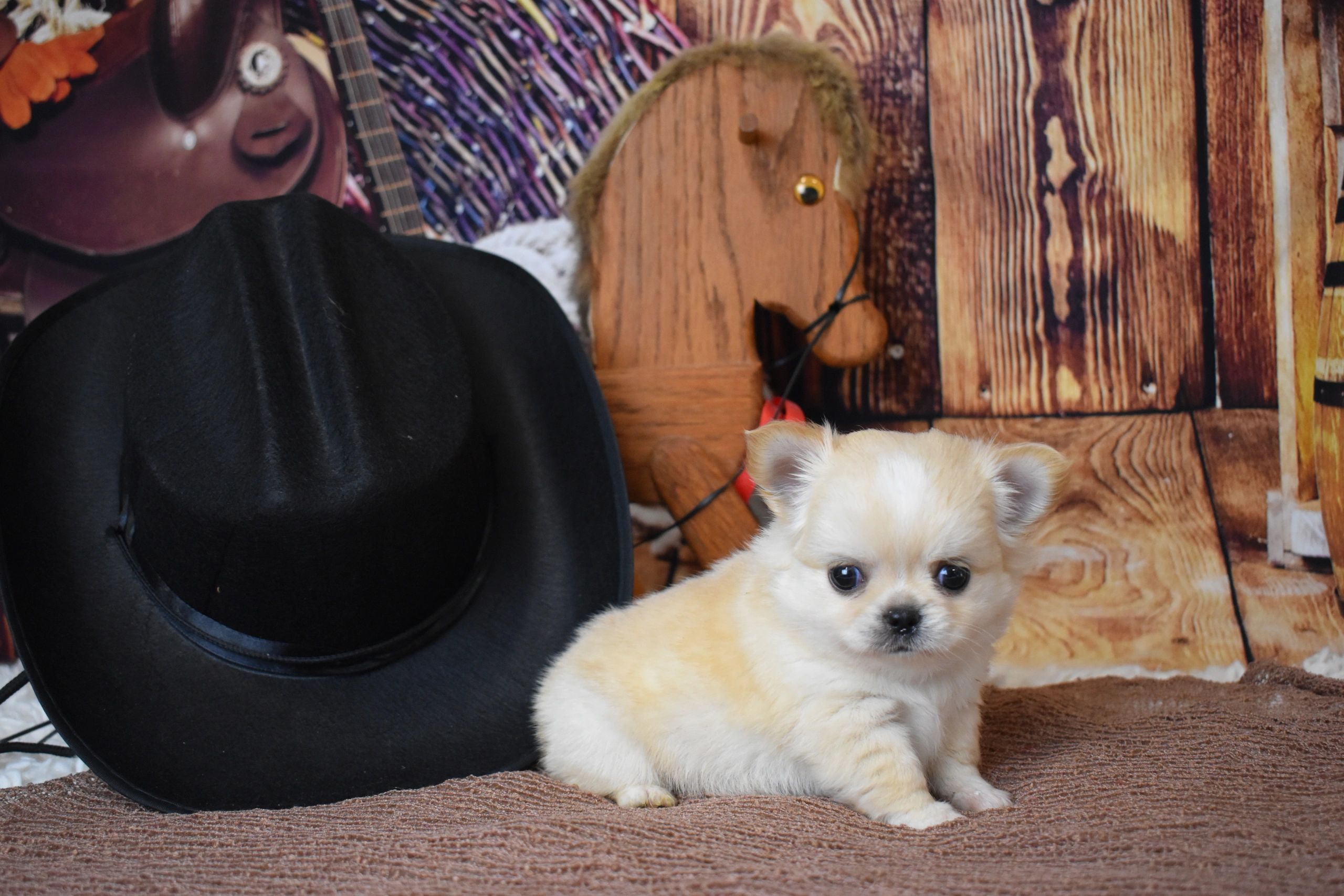 A Charlotte's Web Chihuahua