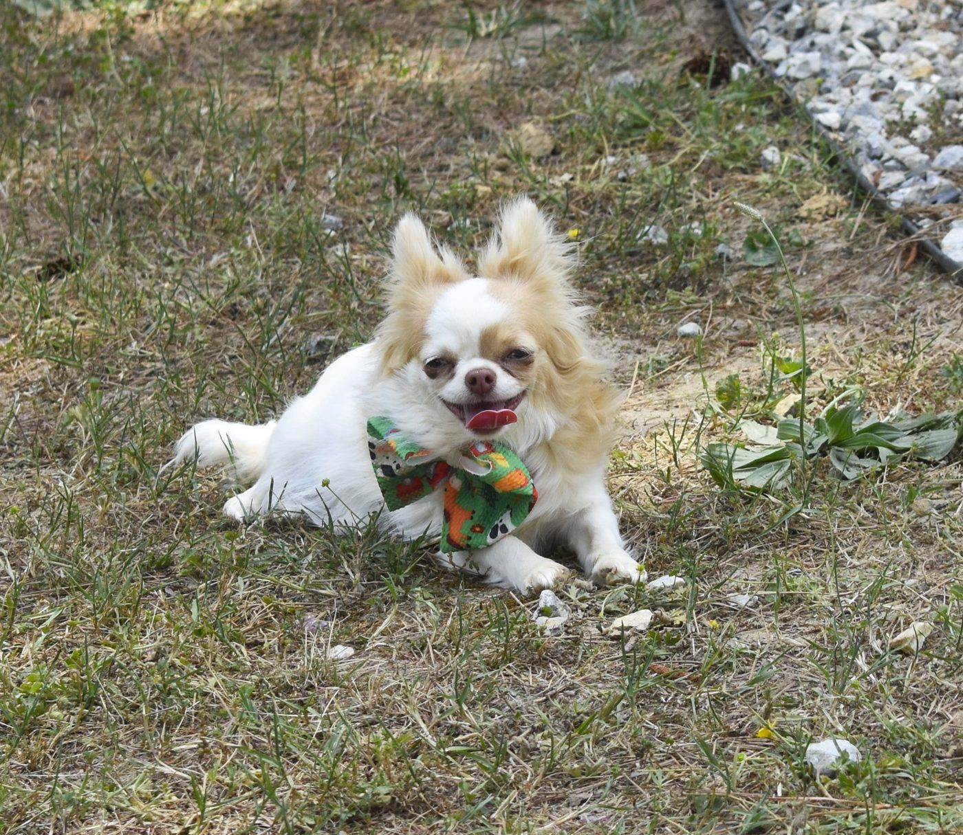 Tiara, a Chihuahua at Charlotte's Web of Chihuahuas