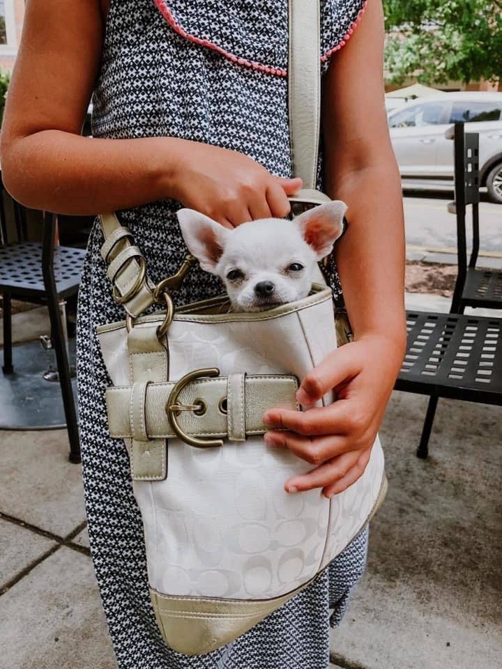 A Charlotte's Web Chihuahua