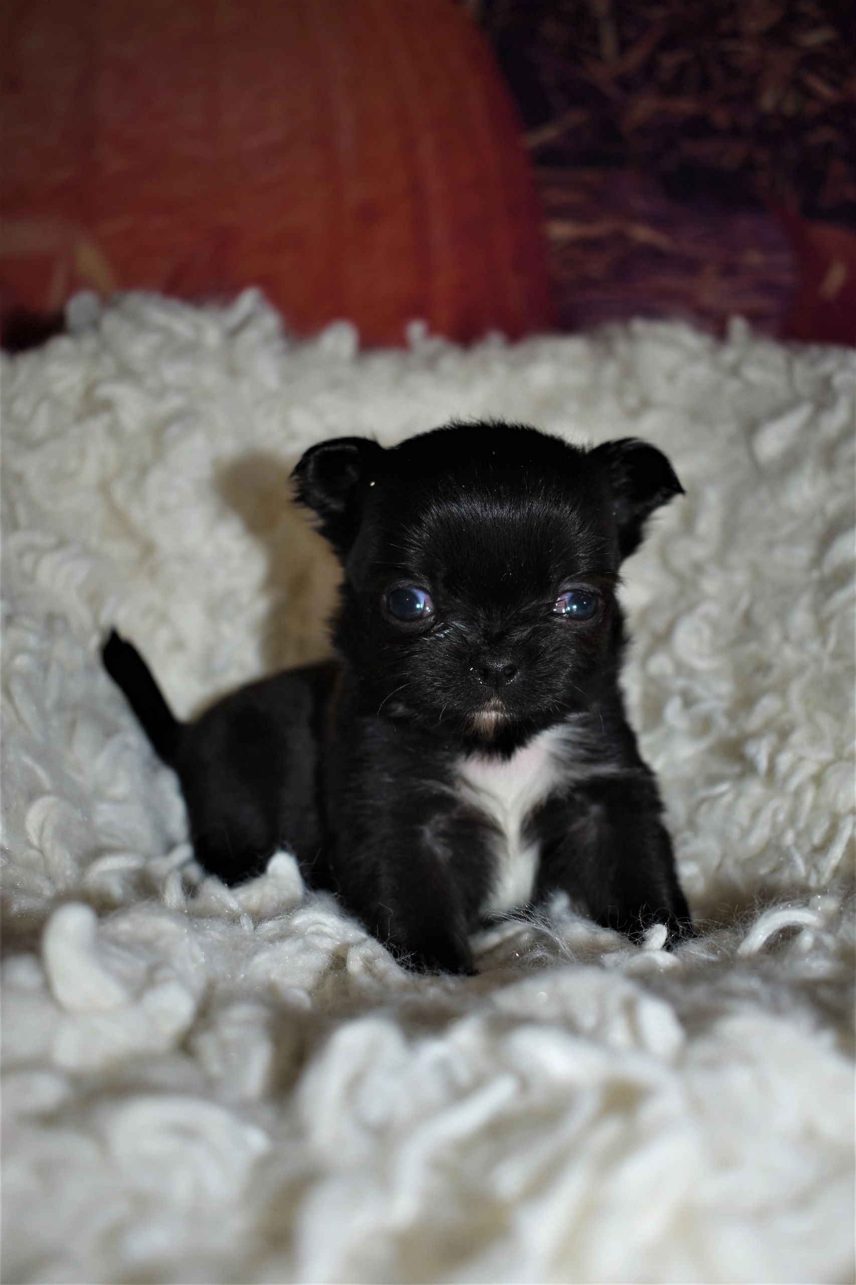 A Charlotte's Web Chihuahua