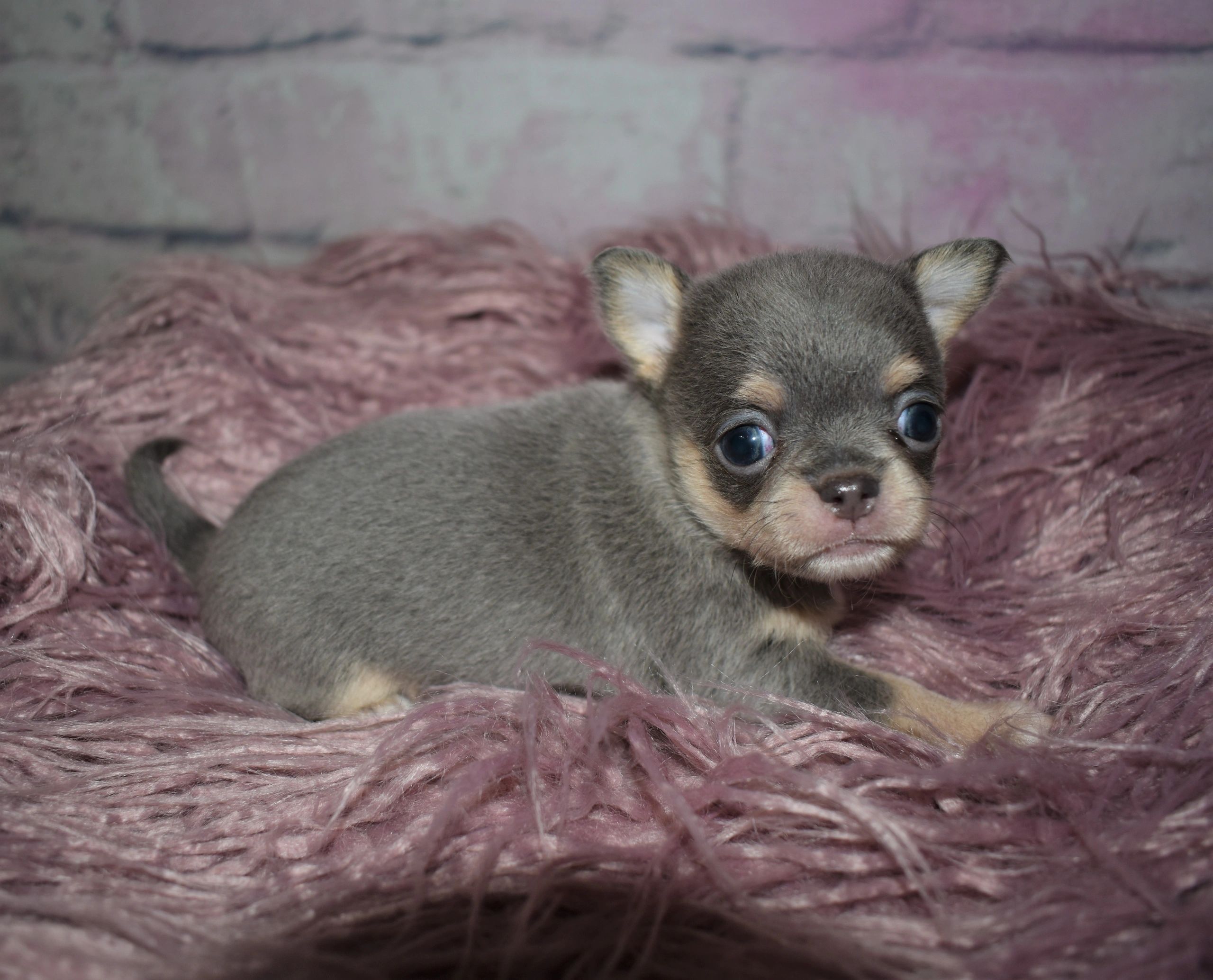 A Charlotte's Web Chihuahua