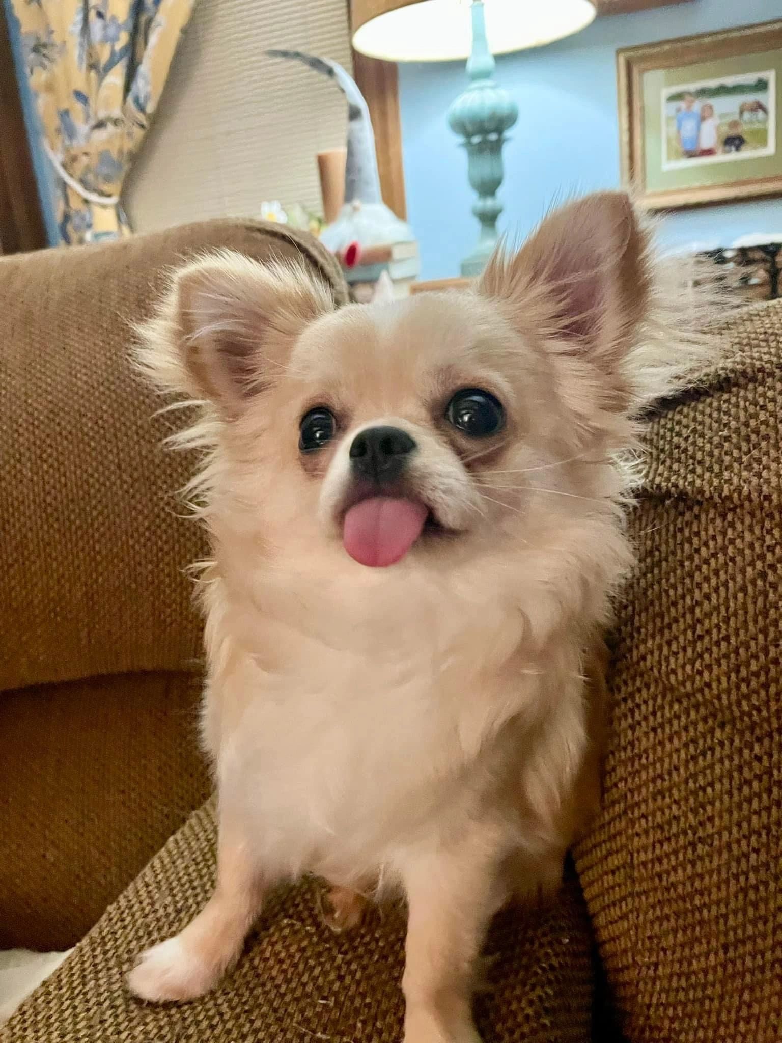 A Charlotte's Web Chihuahua