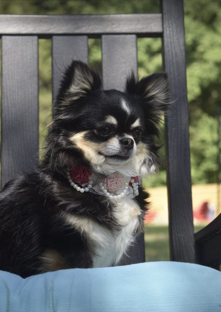 Ms. Hattie, a Black & Tan Long Coat at Charlotte's Web of Chihuahuas