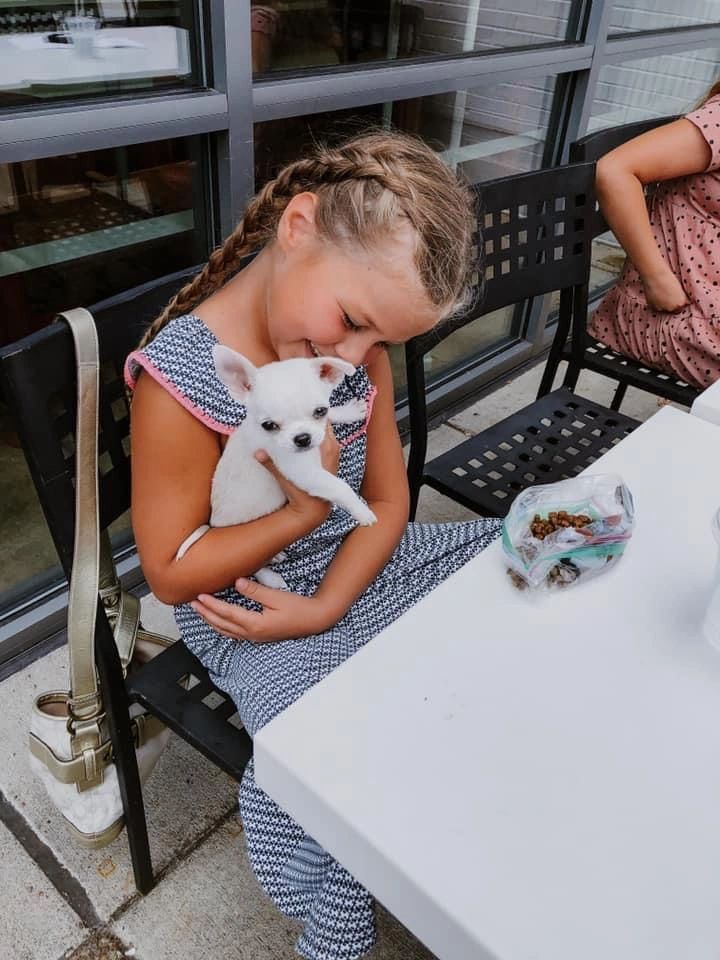A Charlotte's Web Chihuahua