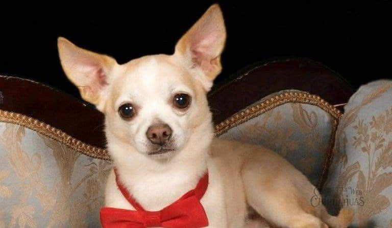 Charlotte's Web of Chihuahuas
