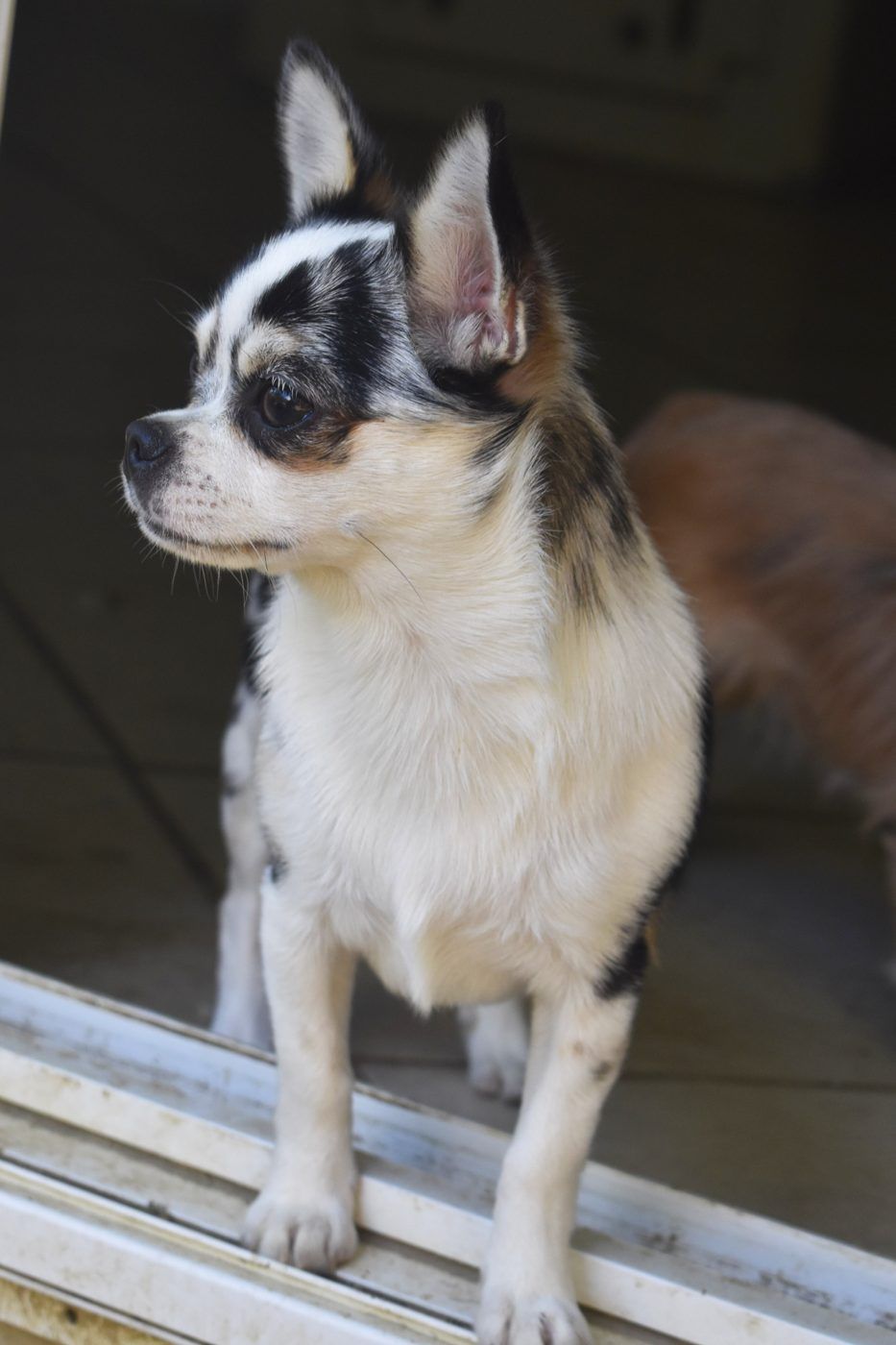 Boujee', a Black Merle at Charlotte's Web of Chihuahuas