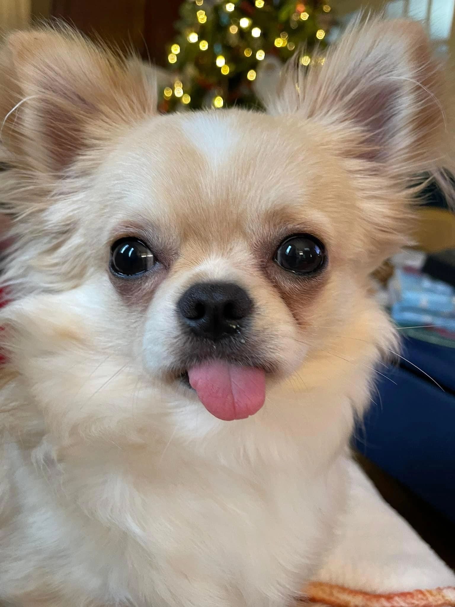 A Charlotte's Web Chihuahua