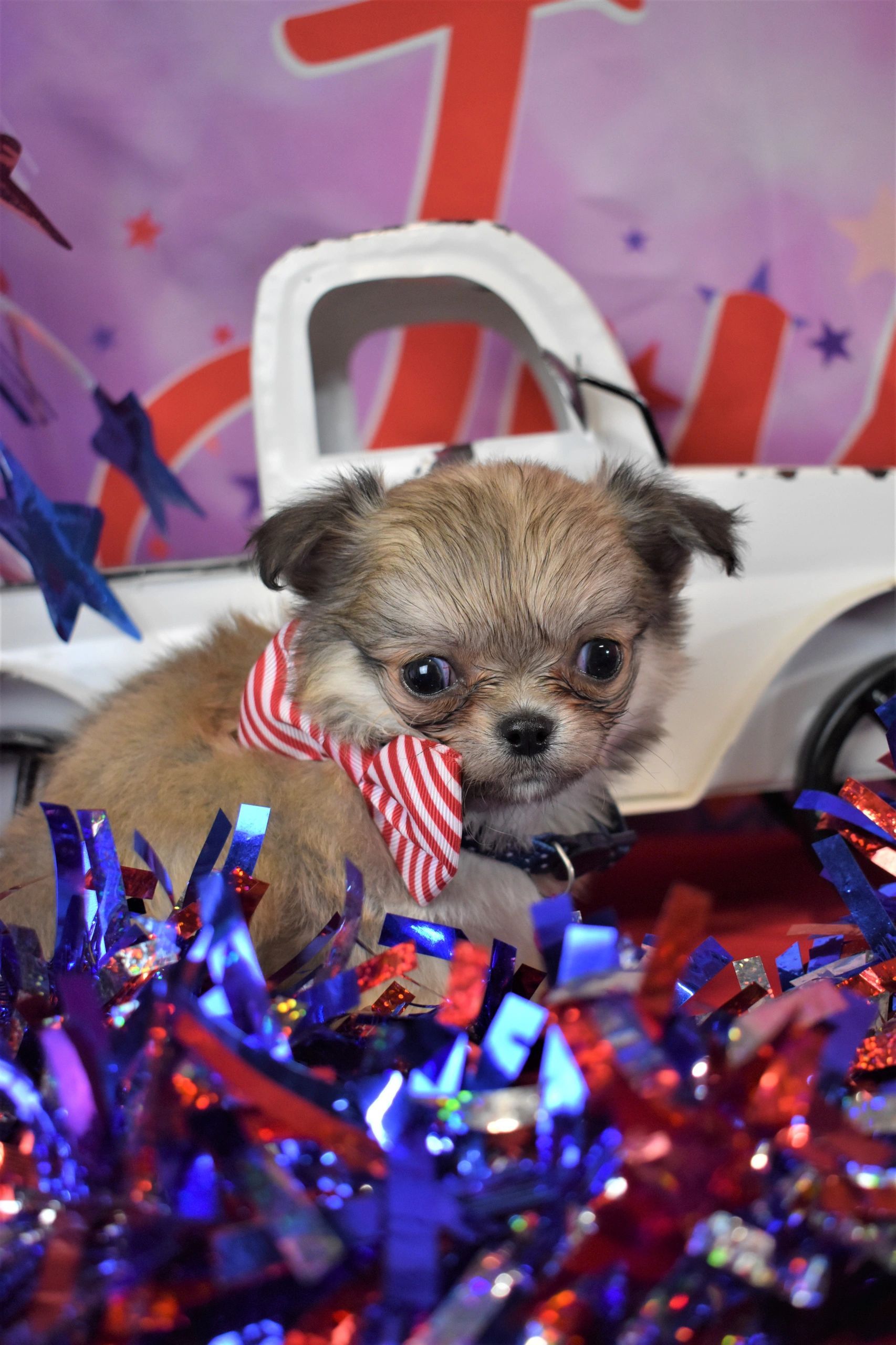 A Charlotte's Web Chihuahua