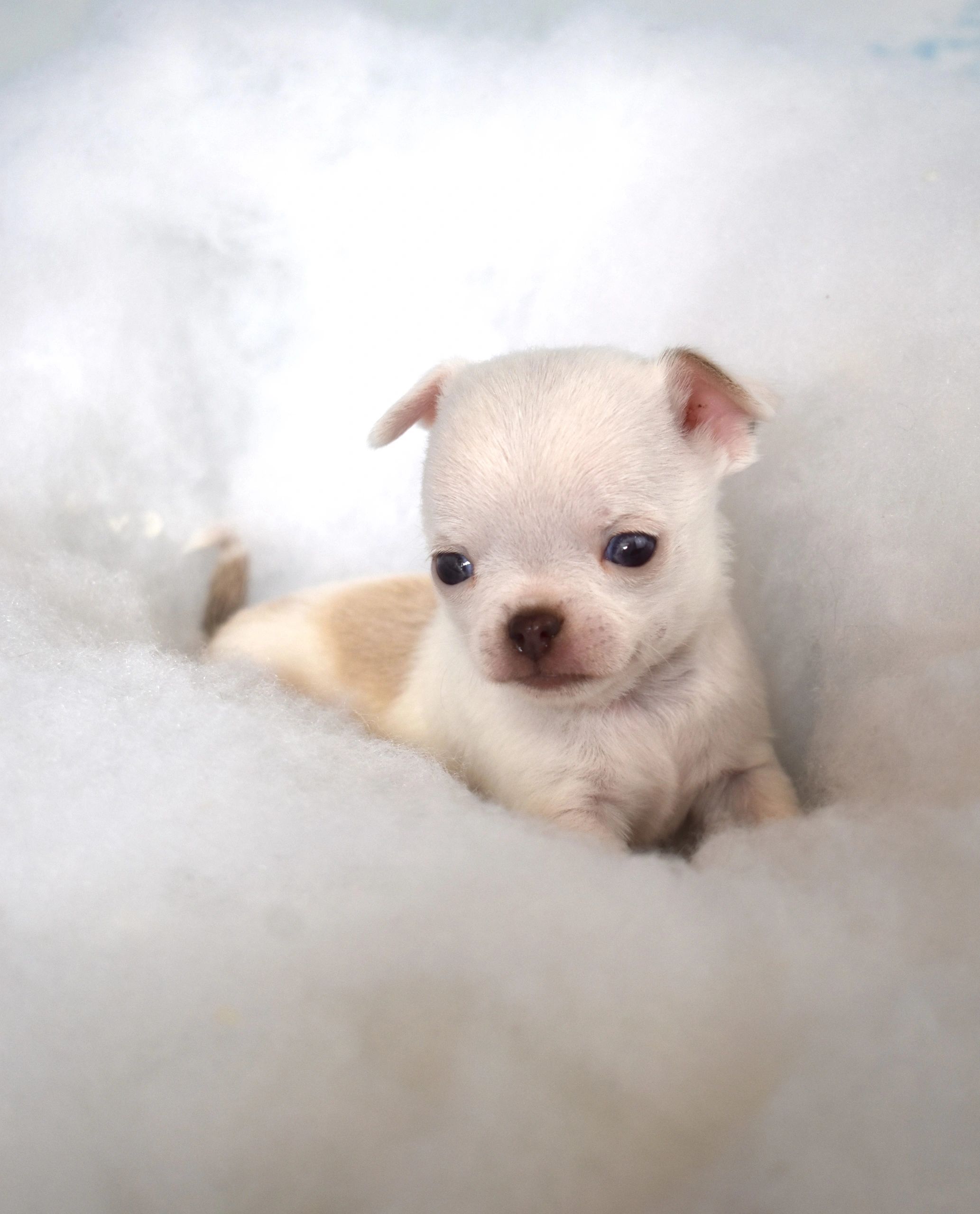 A Charlotte's Web Chihuahua