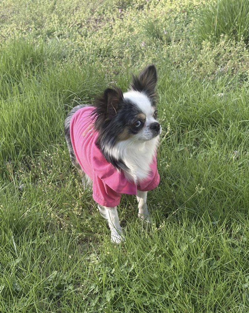 Miss Mystic, a Black Merle at Charlotte's Web of Chihuahuas