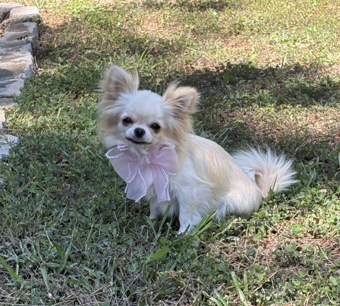 Elsa, a Cream Long Coat at Charlotte's Web of Chihuahuas