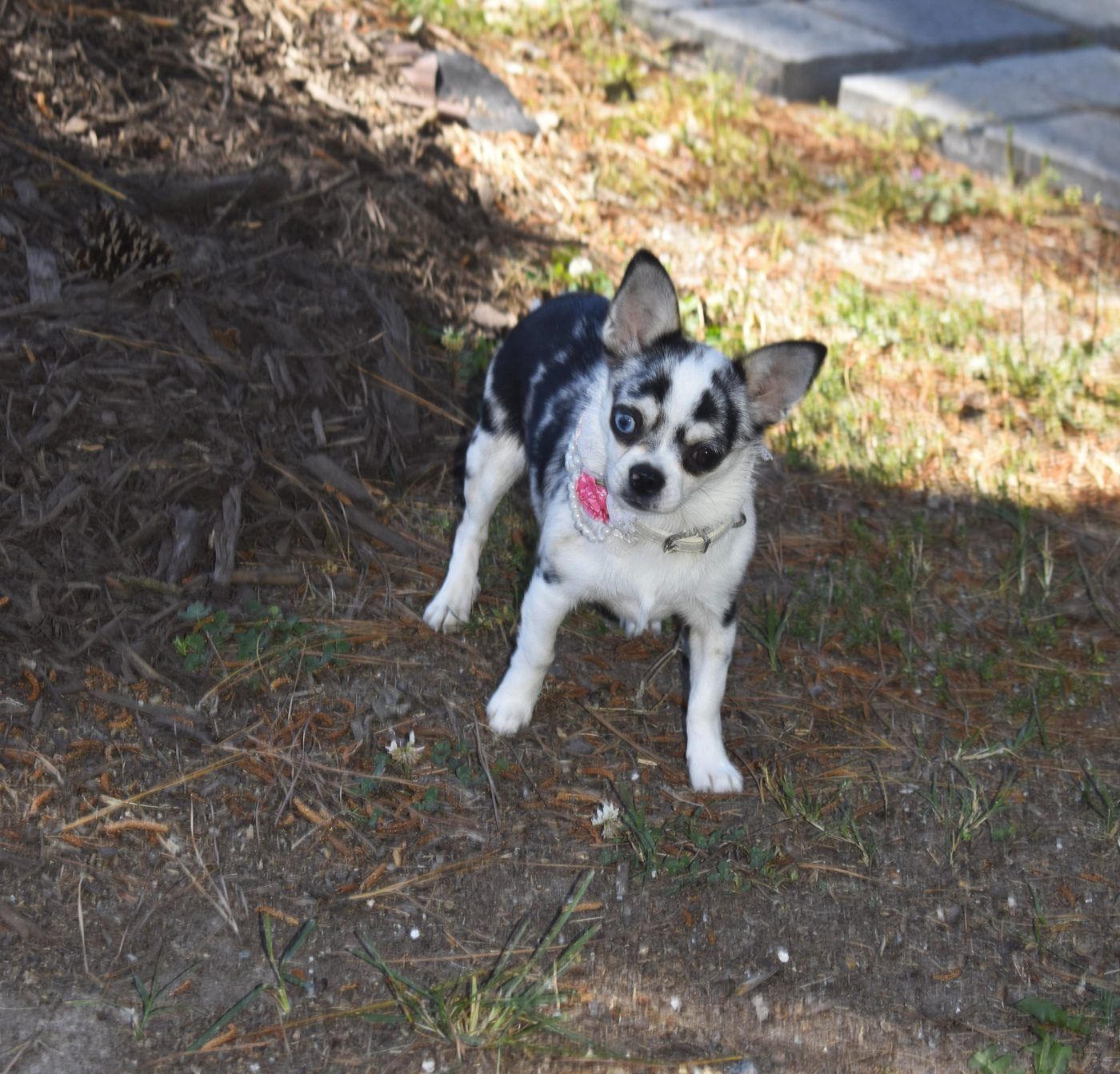 Boujee', a Black Merle at Charlotte's Web of Chihuahuas