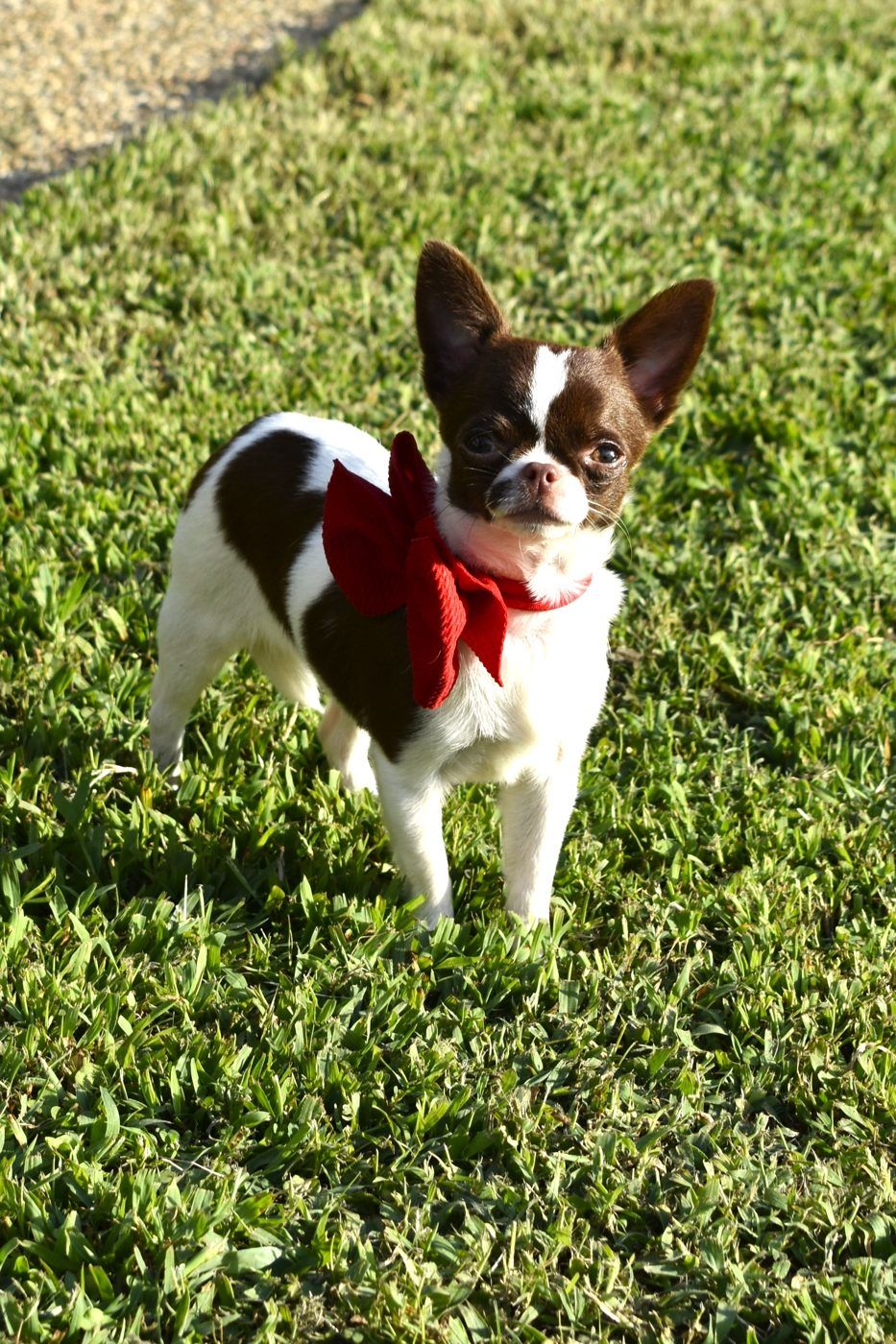 Rasha, a Chocolate Spotted on White at Charlotte's Web of Chihuahuas