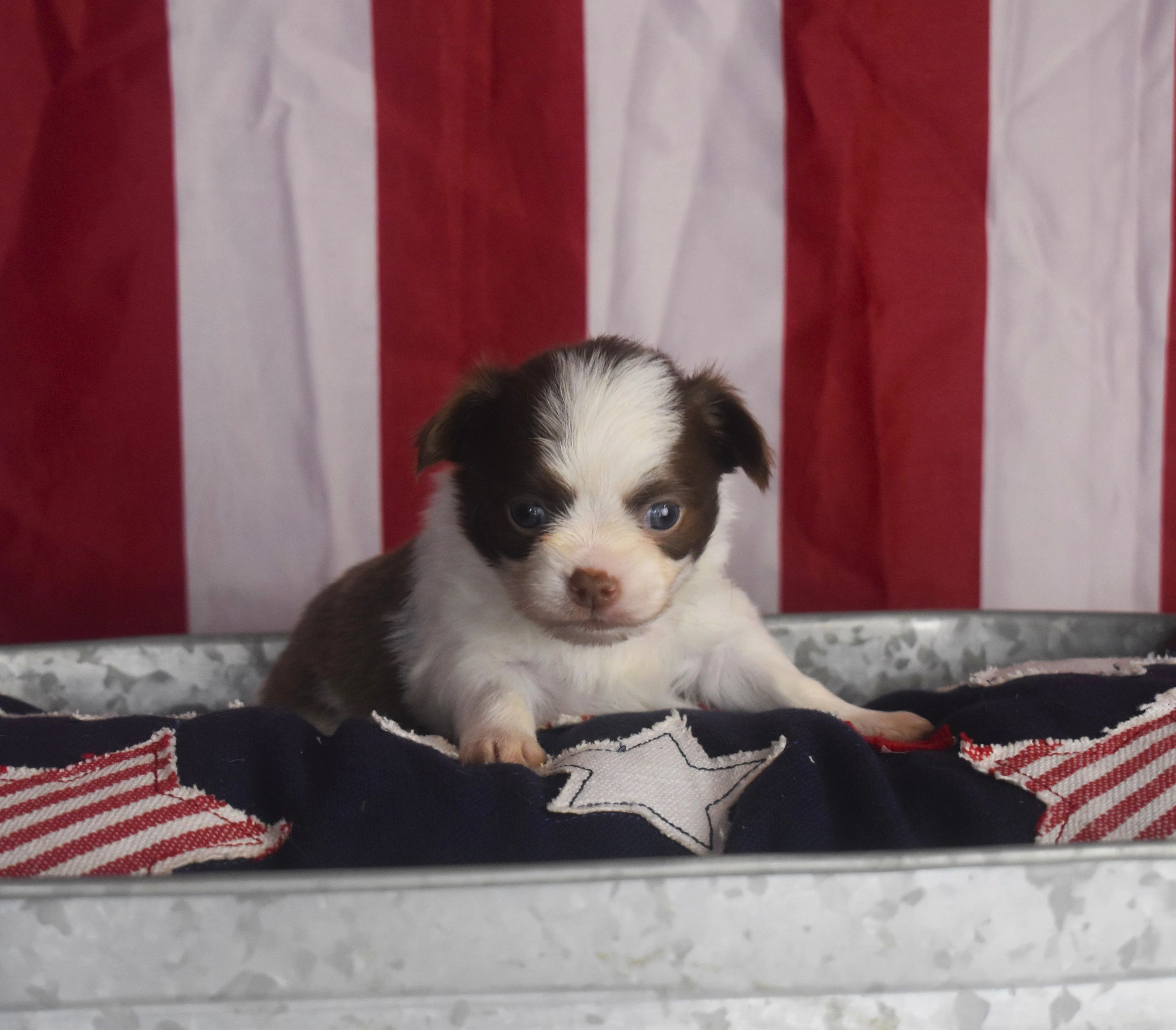 Colin, a Chihuahua puppy