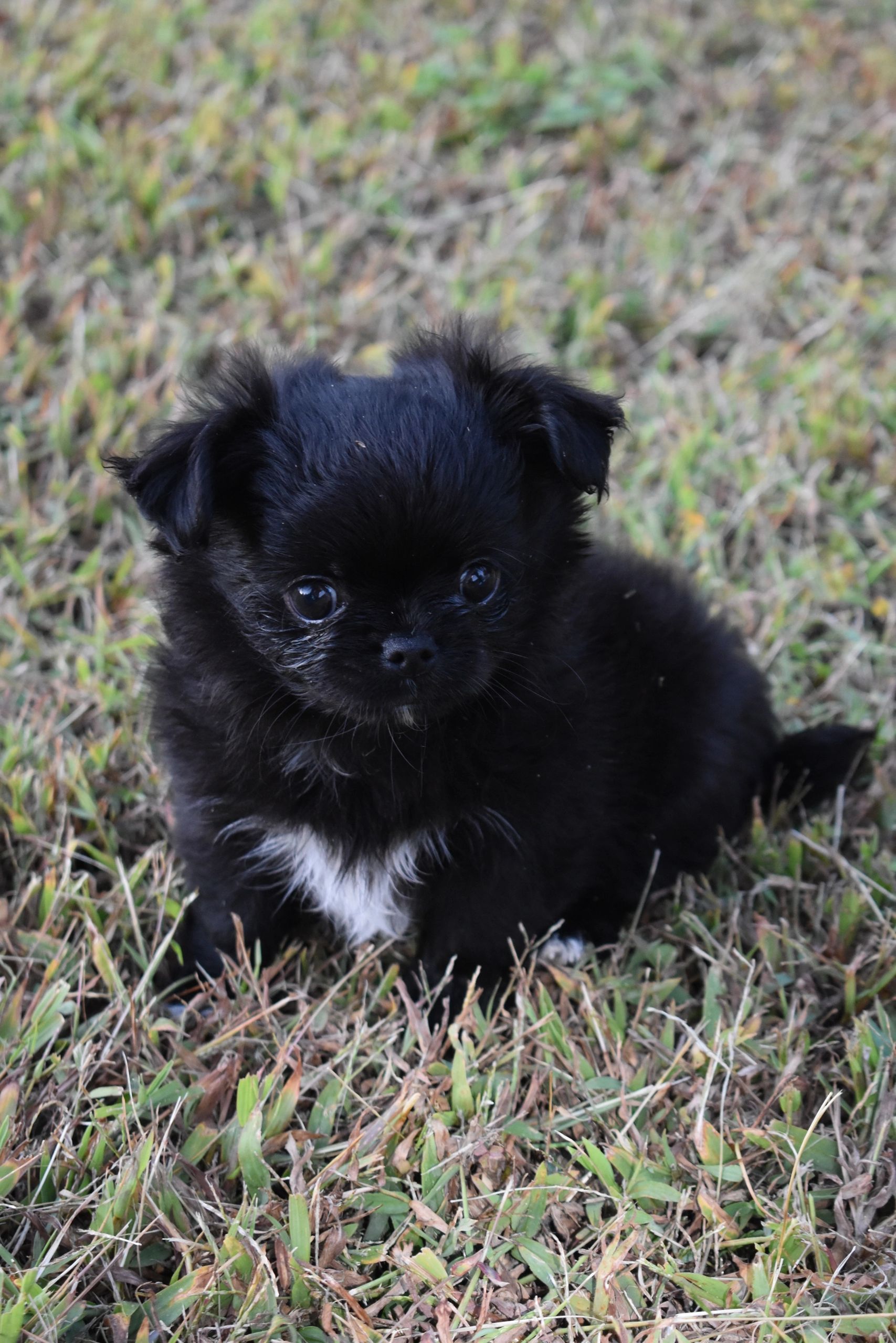 A Charlotte's Web Chihuahua