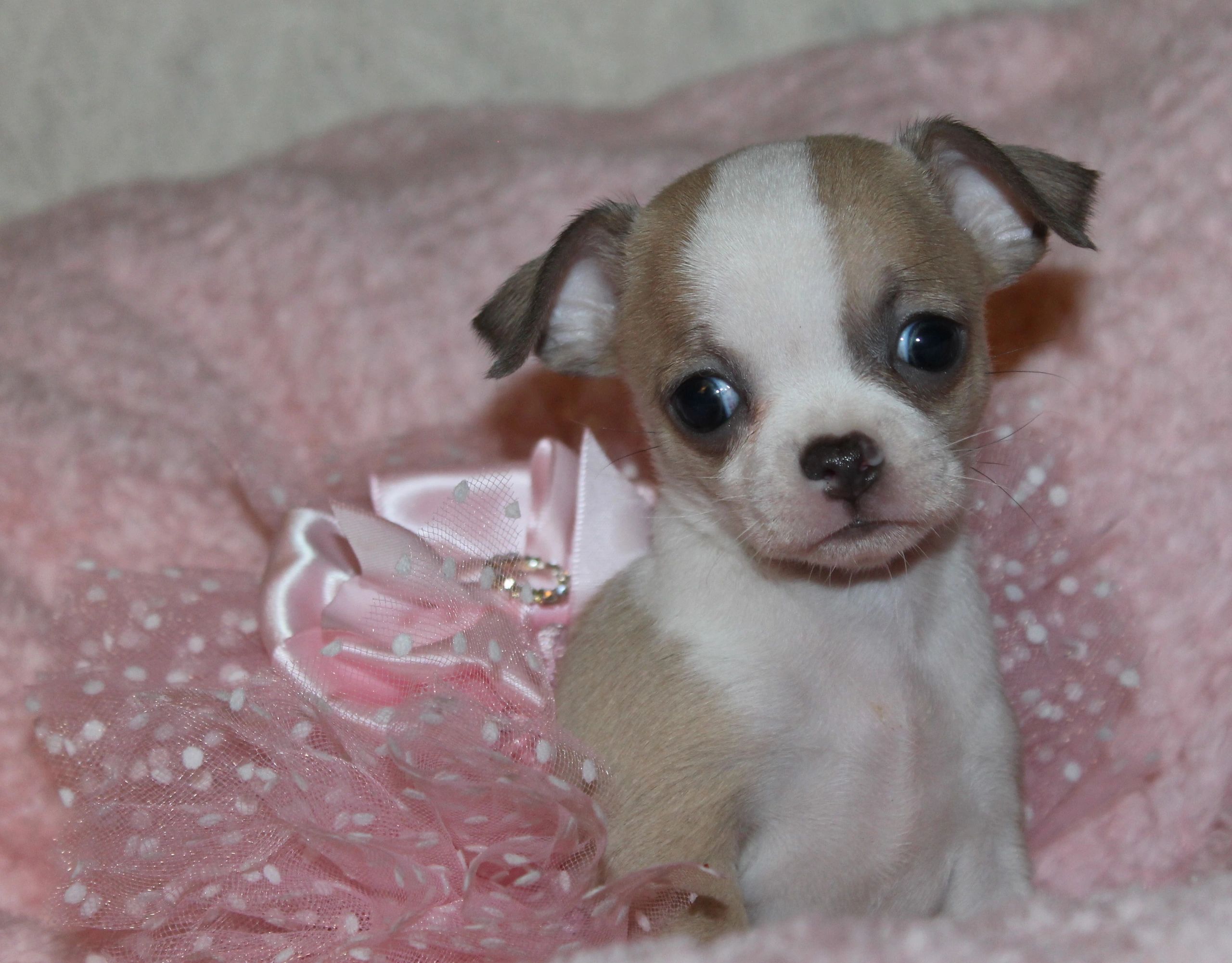 A Charlotte's Web Chihuahua