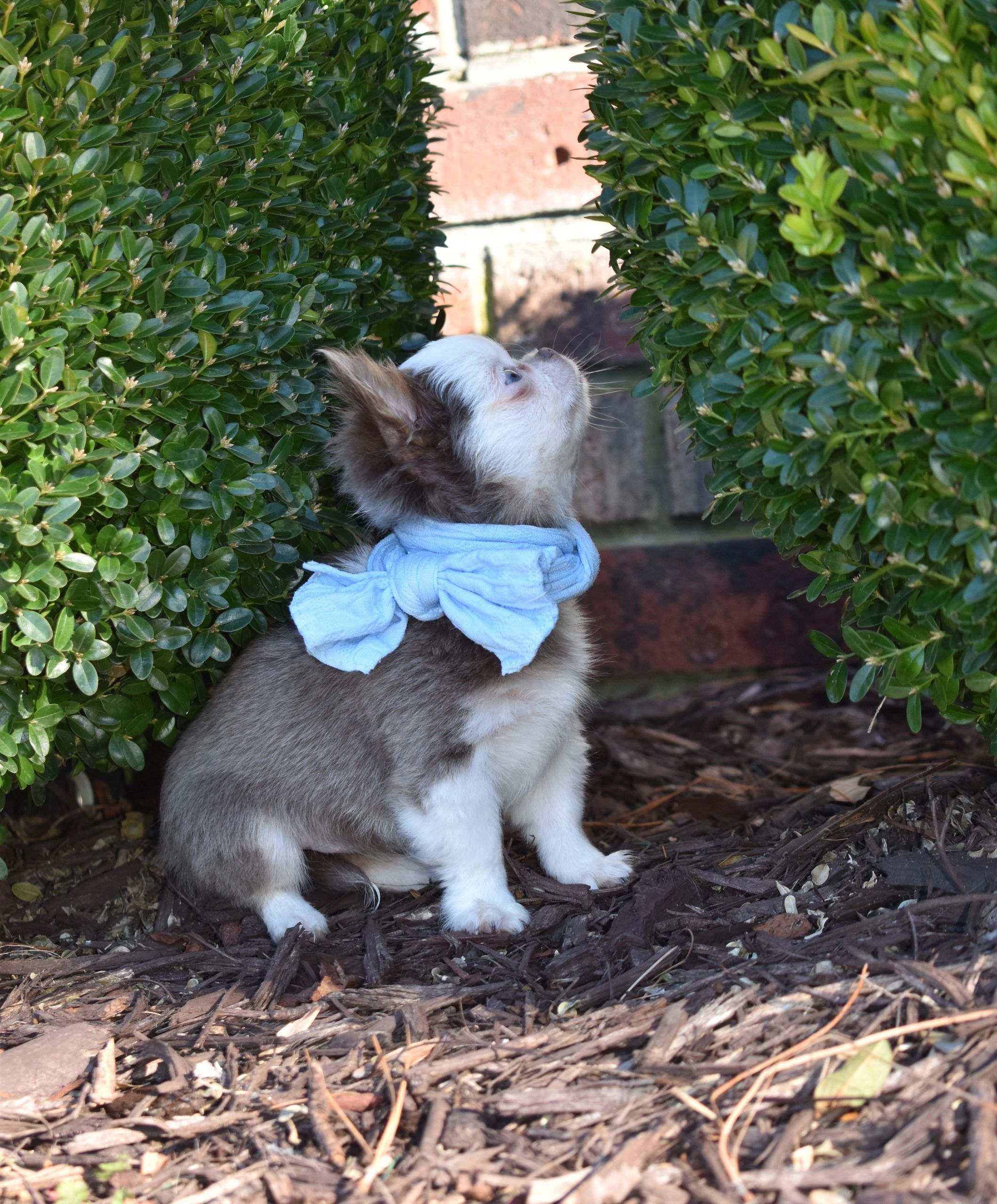 A Charlotte's Web Chihuahua