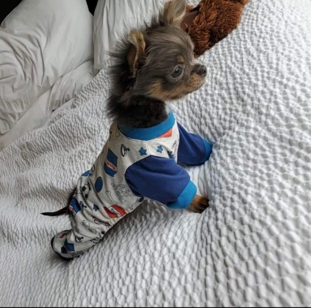 A Charlotte's Web Chihuahua