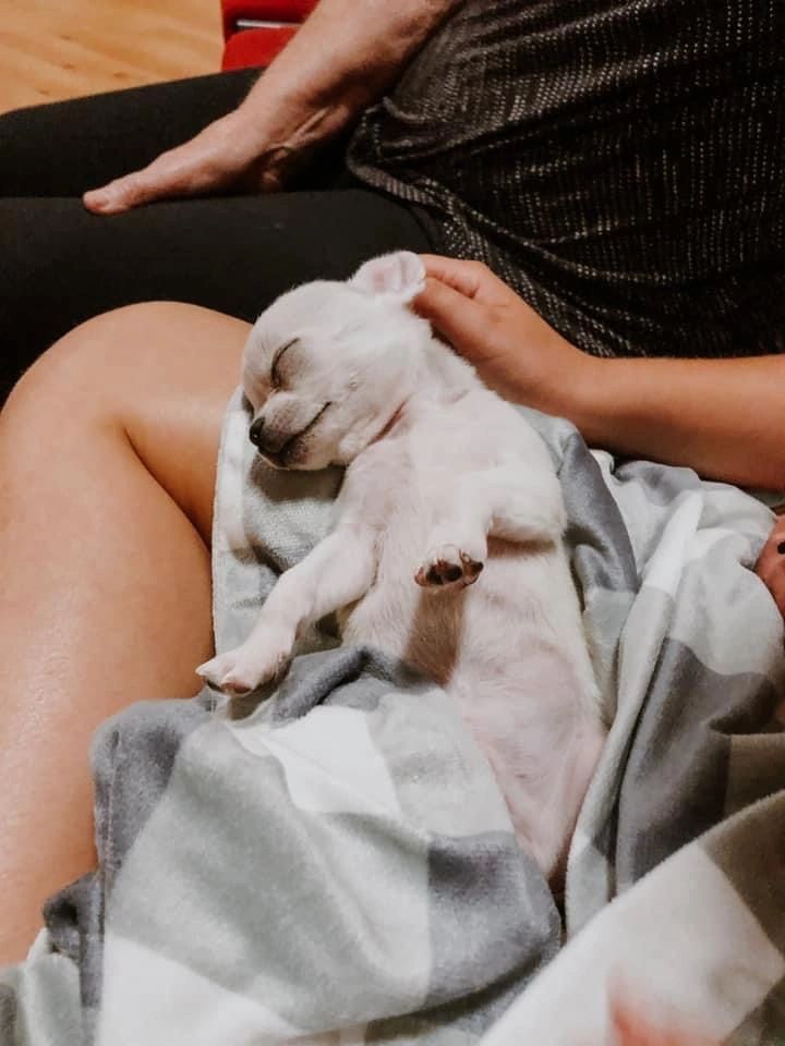 A Charlotte's Web Chihuahua