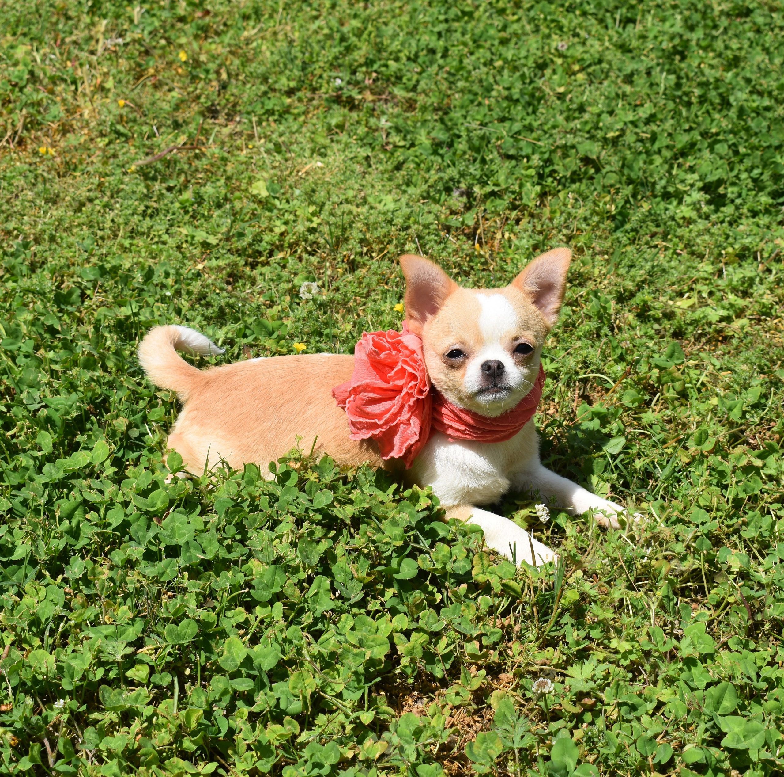 A Charlotte's Web Chihuahua