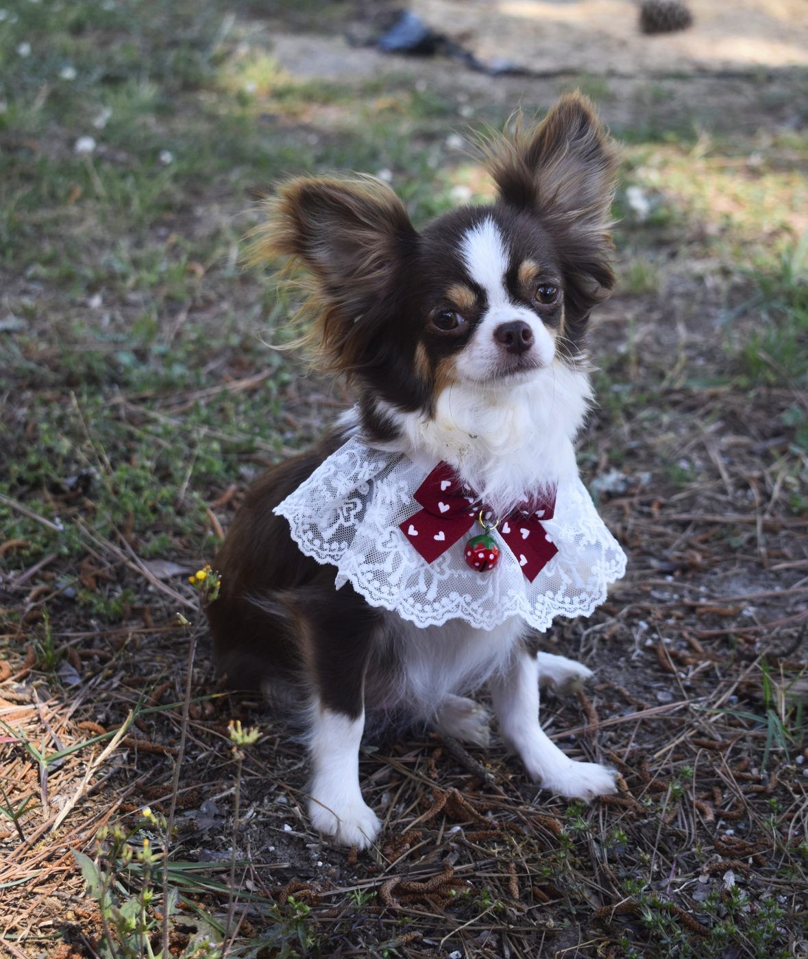 CoCo Chanel, a Chocolate Tri Long Coat at Charlotte's Web of Chihuahuas