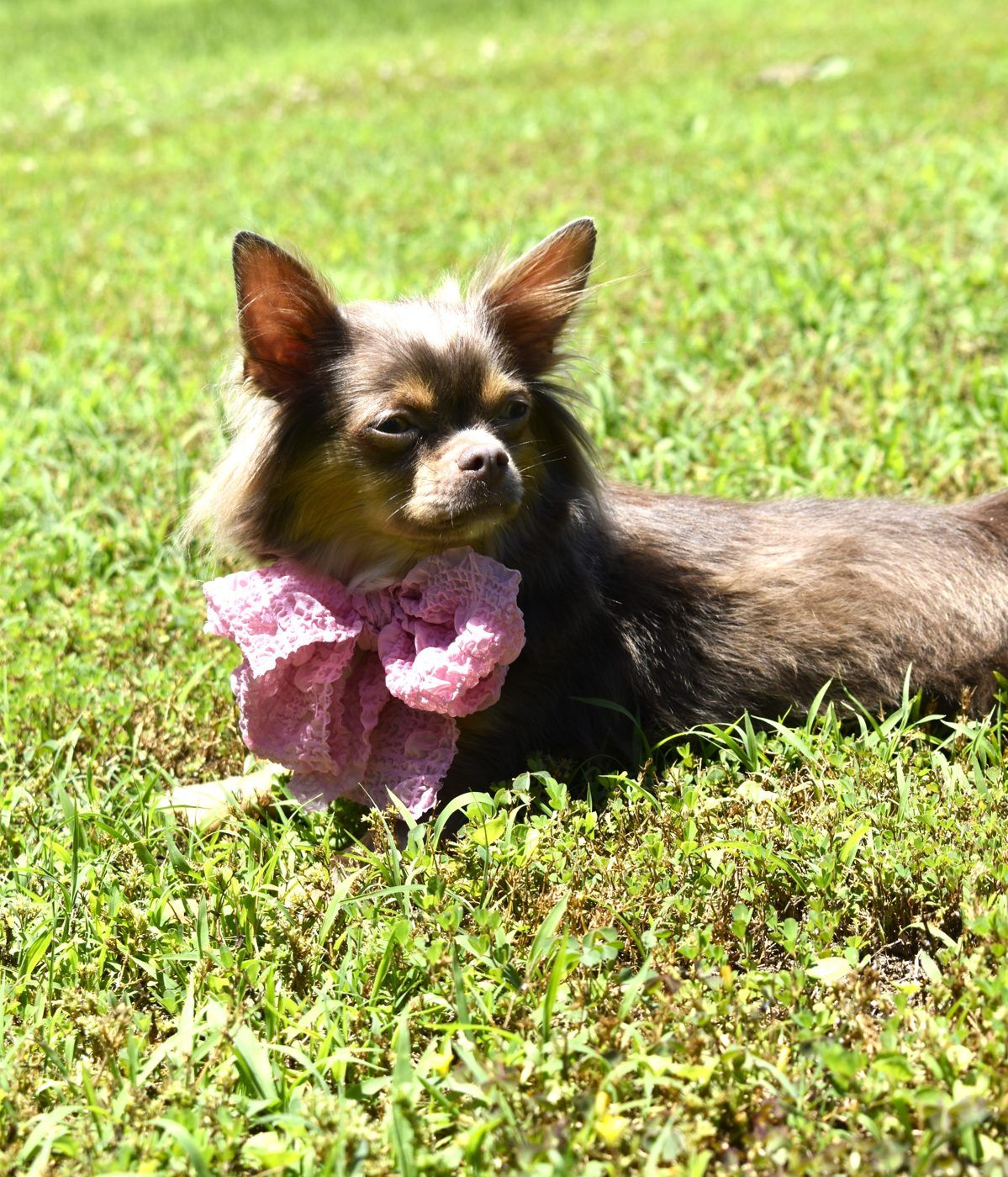 Jazzy, a Lilac at Charlotte's Web of Chihuahuas