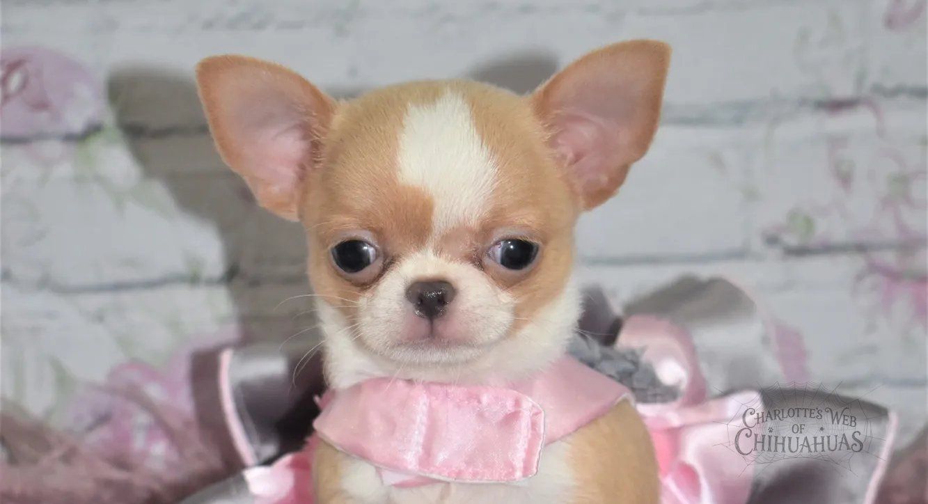 Charlotte's Web of Chihuahuas