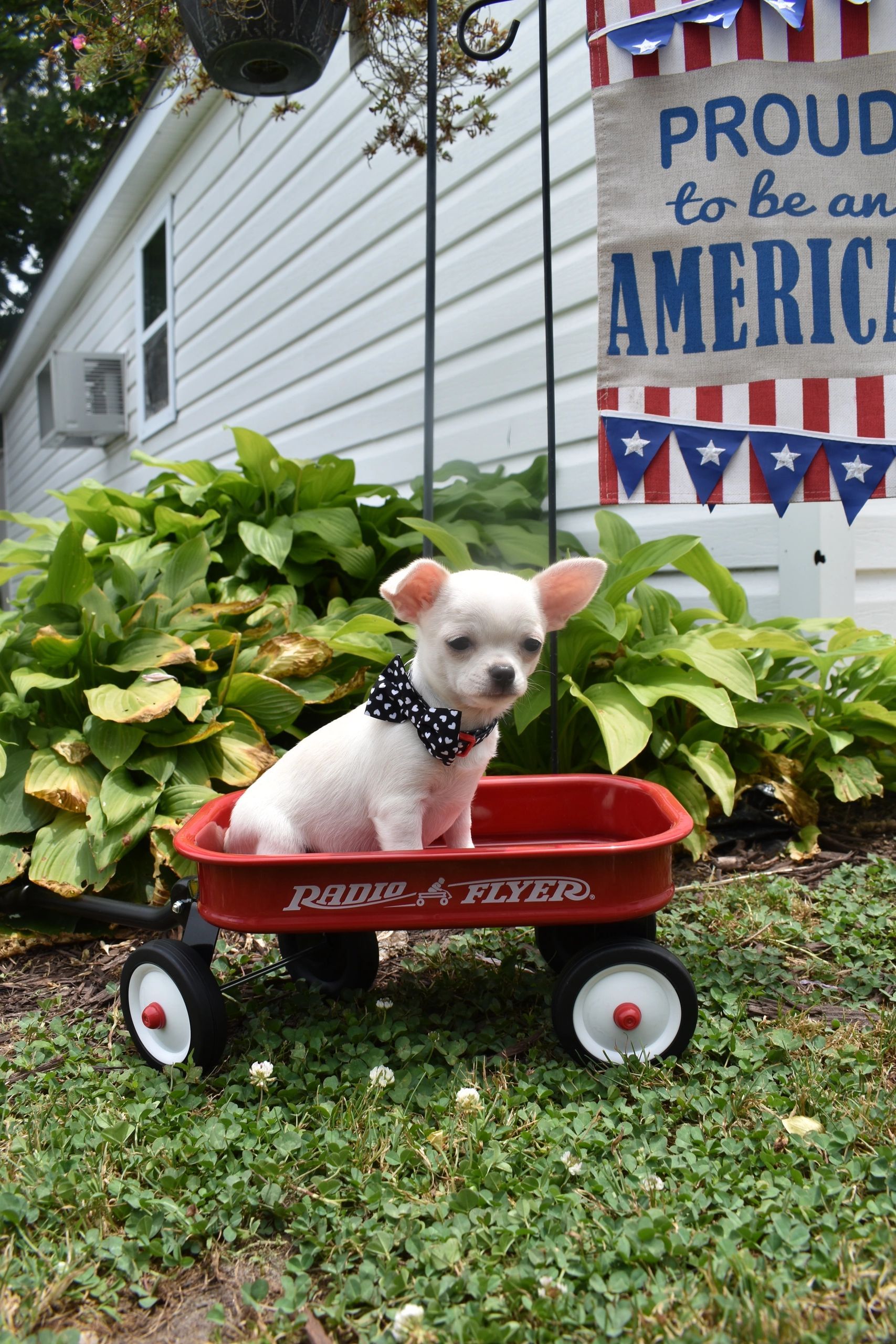 A Charlotte's Web Chihuahua