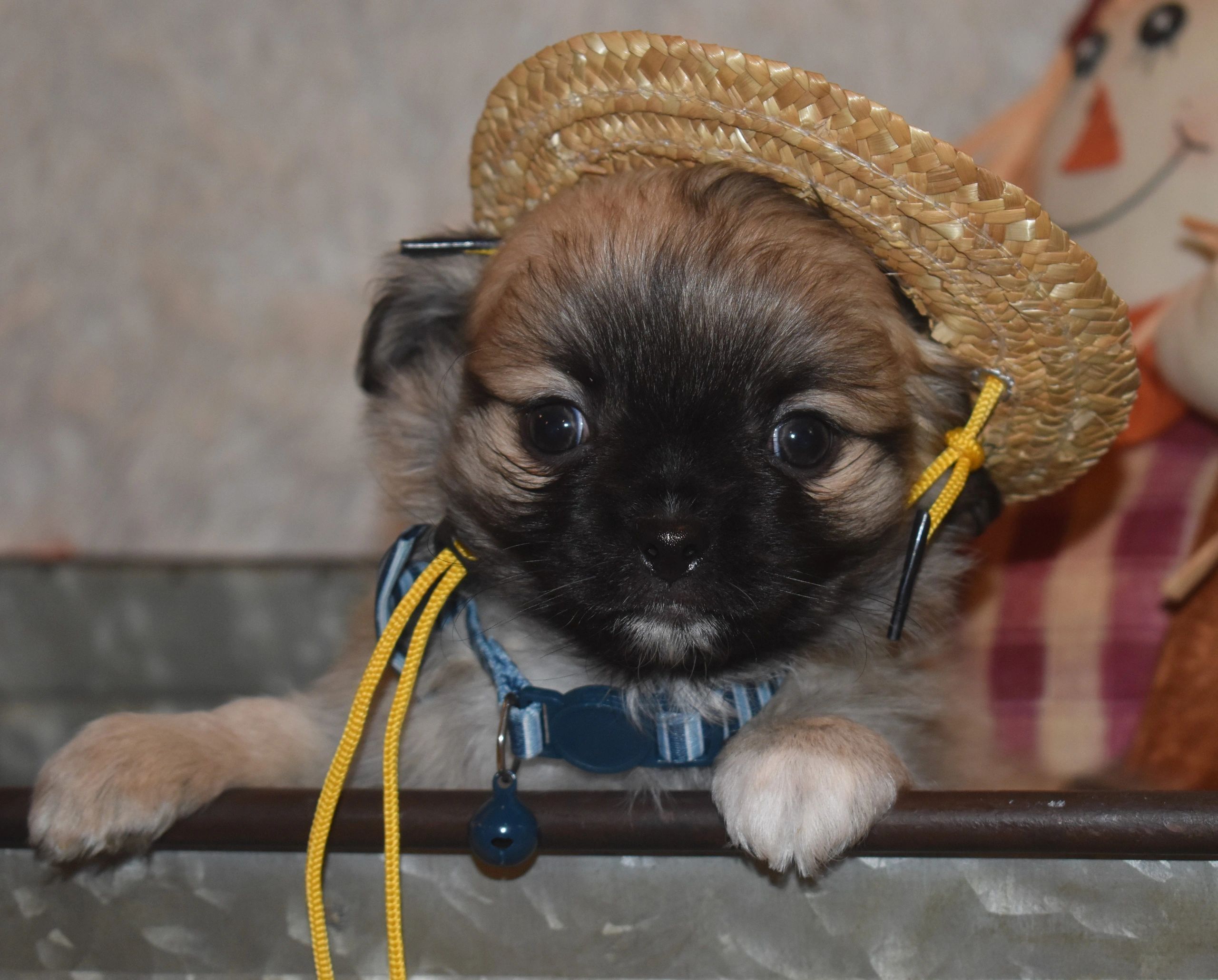 A Charlotte's Web Chihuahua
