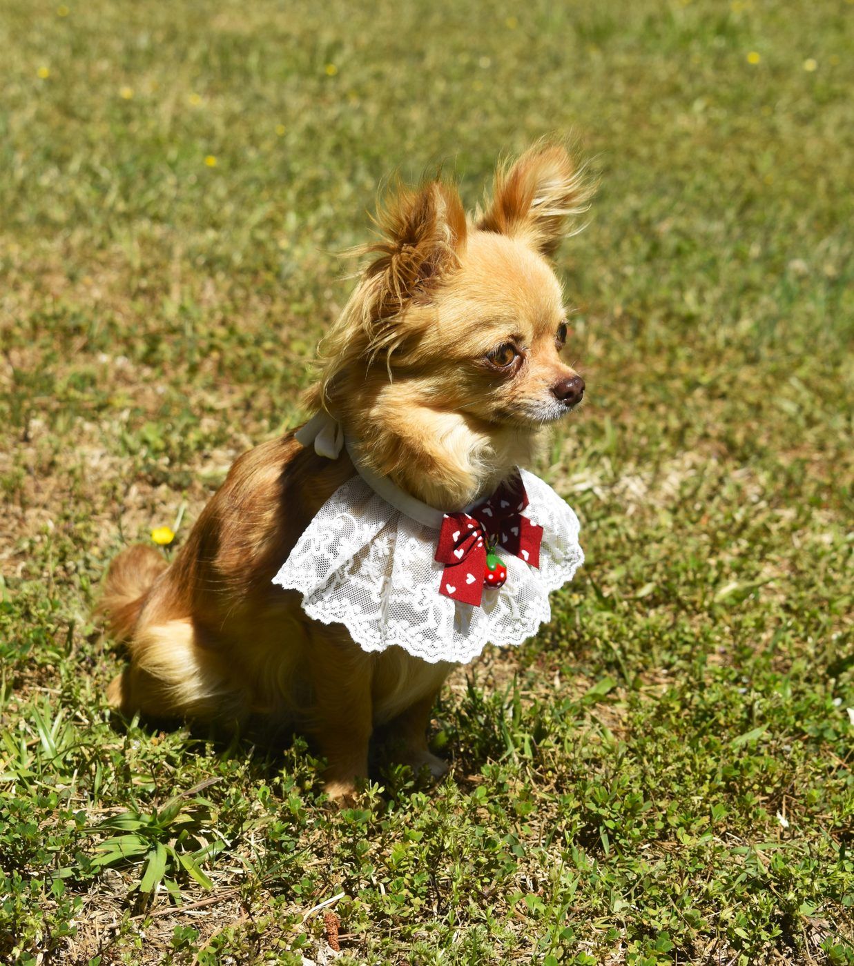 Treasure, a Sable Long Coat at Charlotte's Web of Chihuahuas