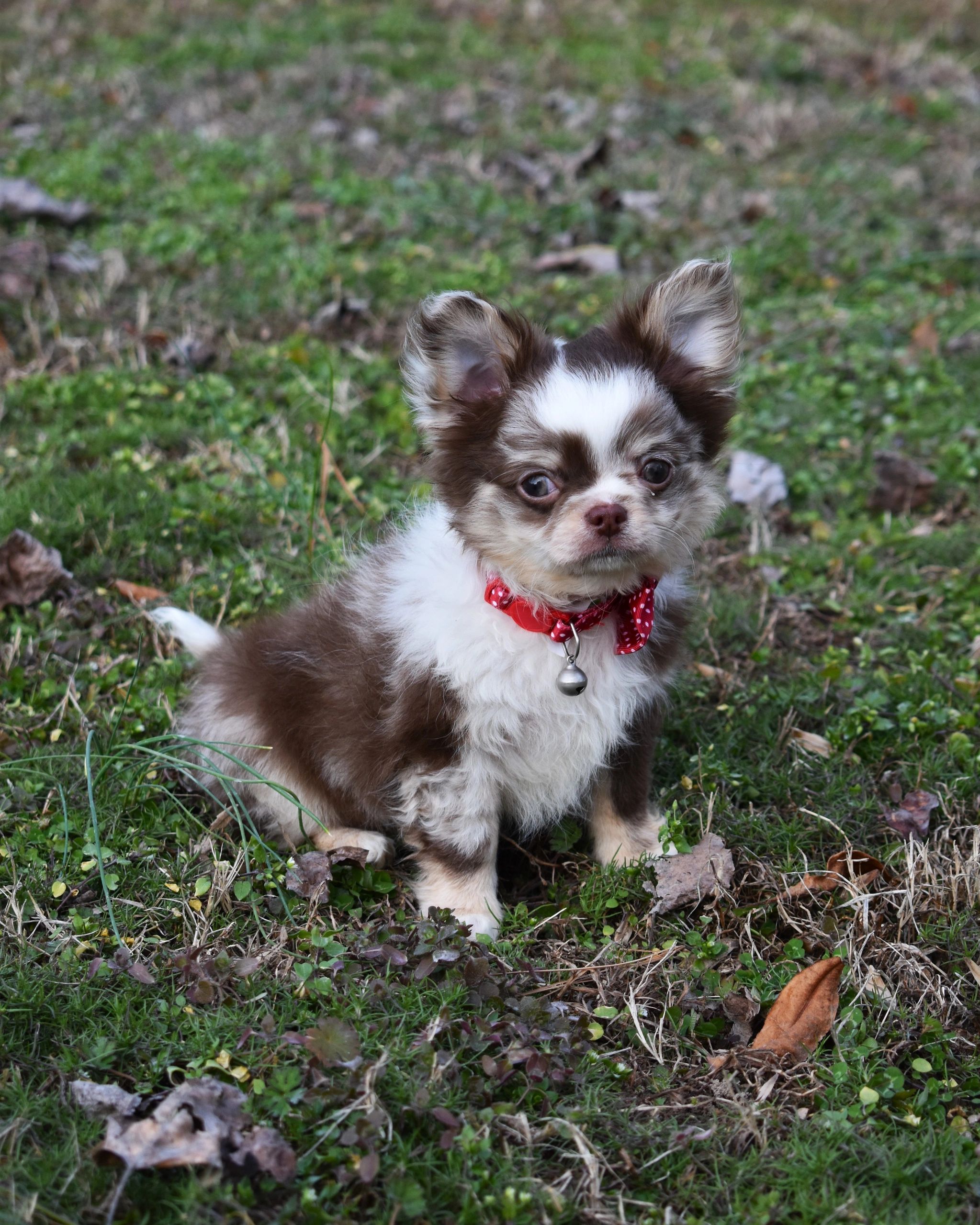 A Charlotte's Web Chihuahua