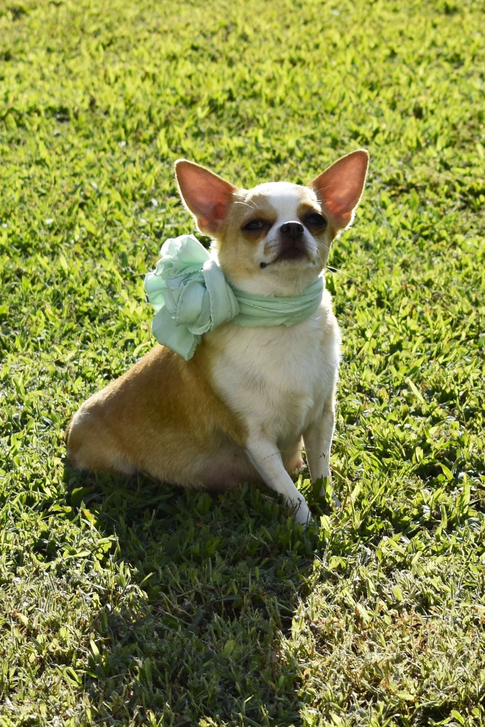 Tawny, a Chihuahua at Charlotte's Web of Chihuahuas