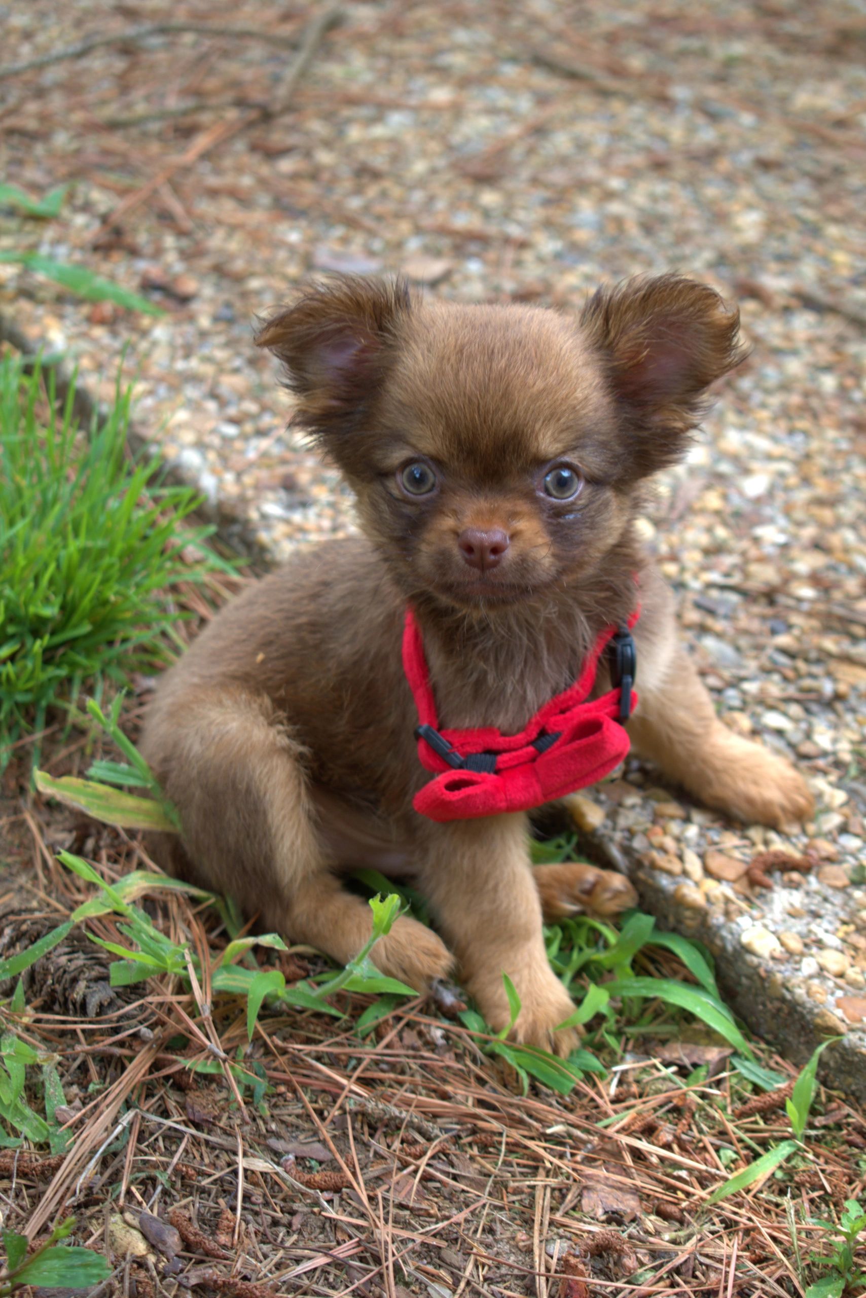 A Charlotte's Web Chihuahua