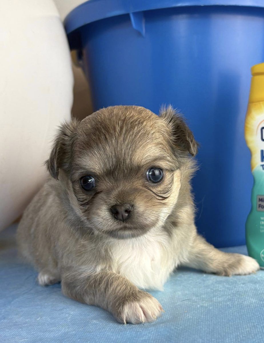 Chihuahua puppy