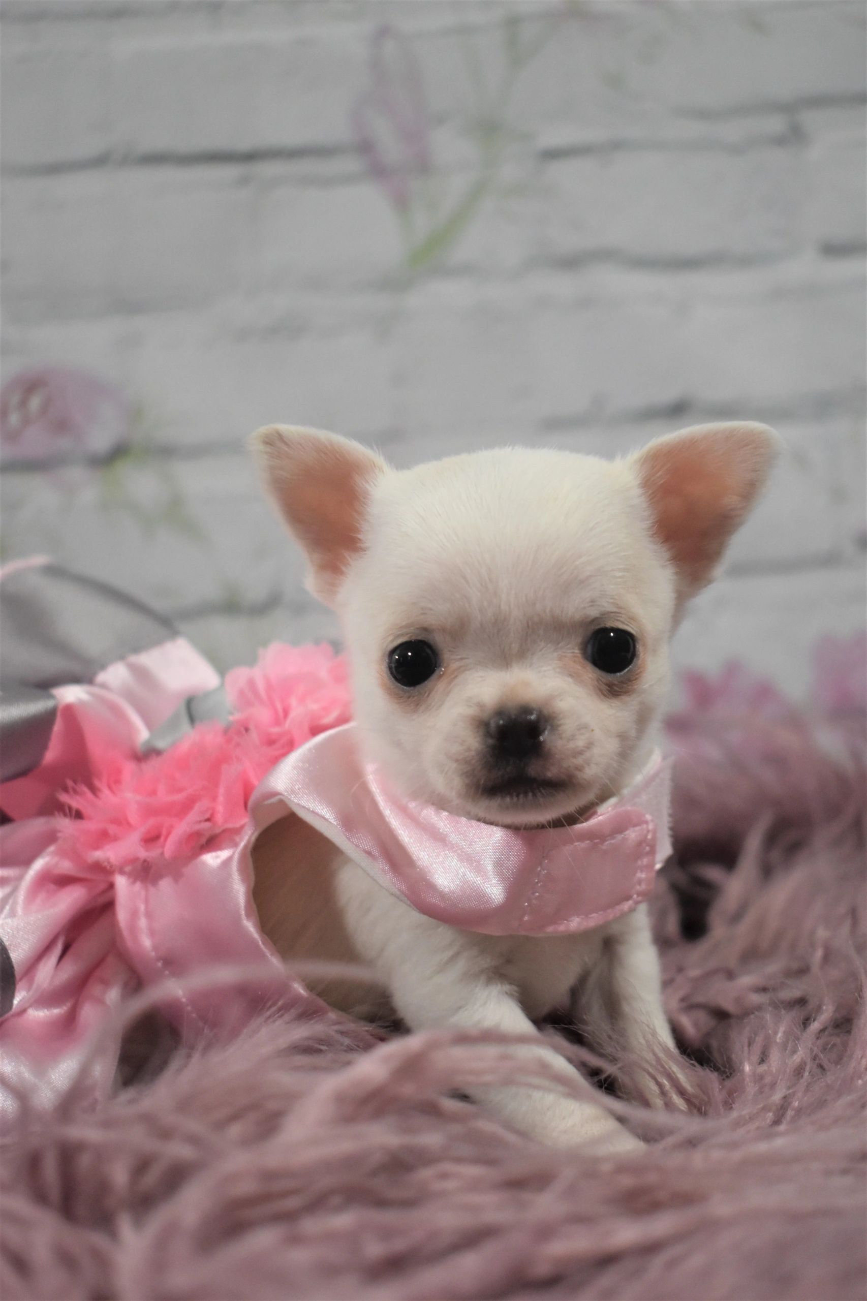 A Charlotte's Web Chihuahua