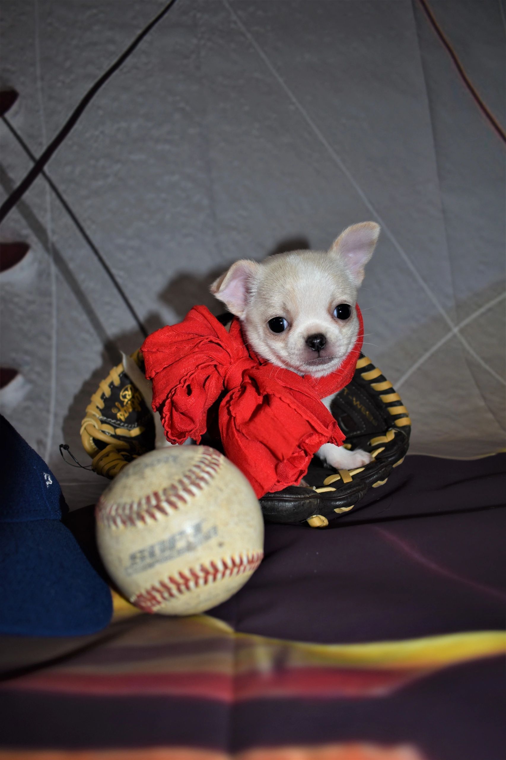 A Charlotte's Web Chihuahua