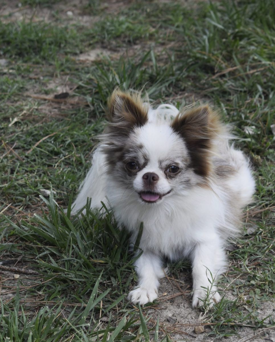 Ferrari, a Lilac Merle at Charlotte's Web of Chihuahuas