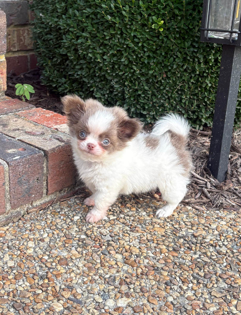 Queso, a Chihuahua puppy