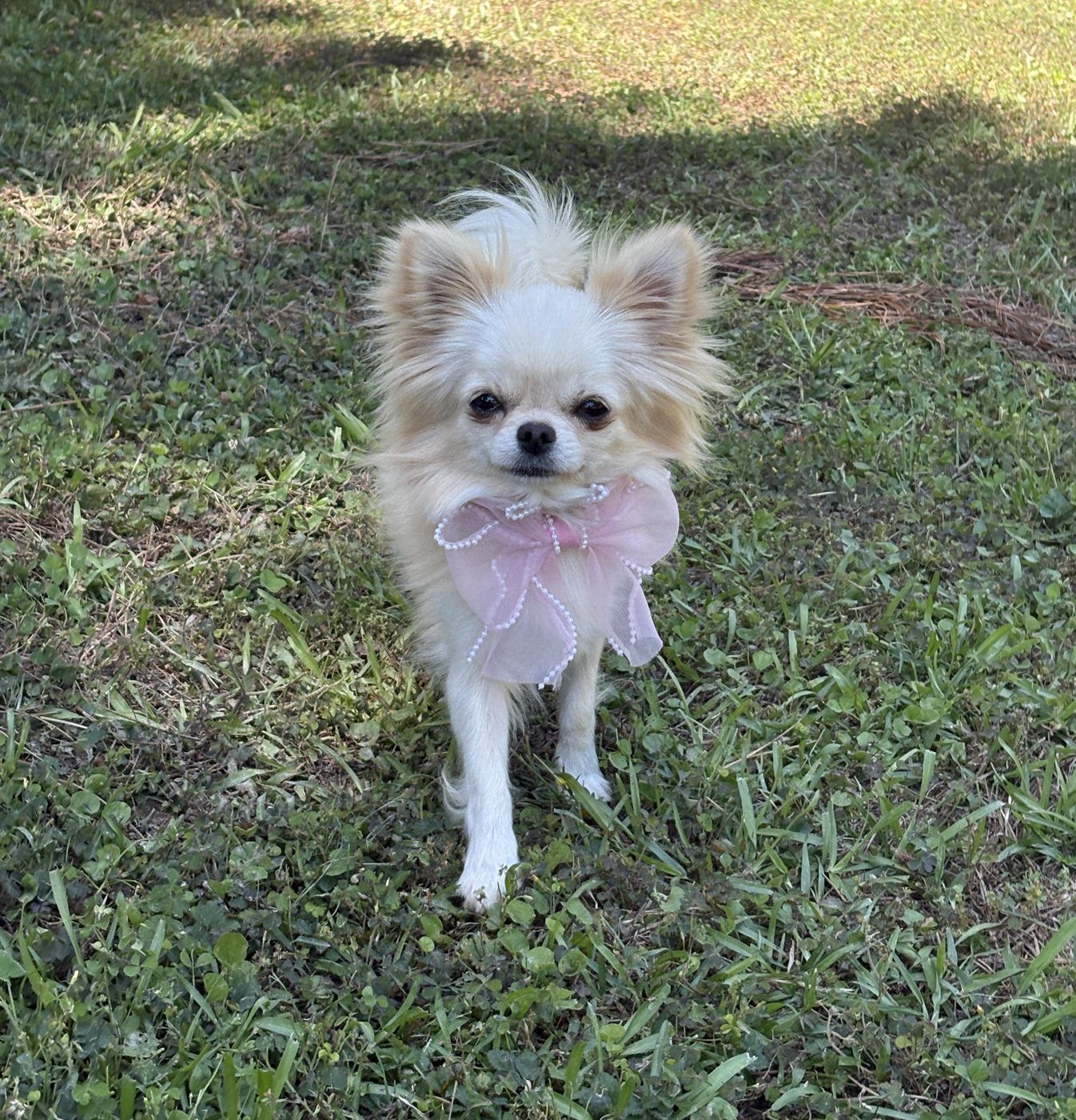Elsa, a Cream Long Coat at Charlotte's Web of Chihuahuas