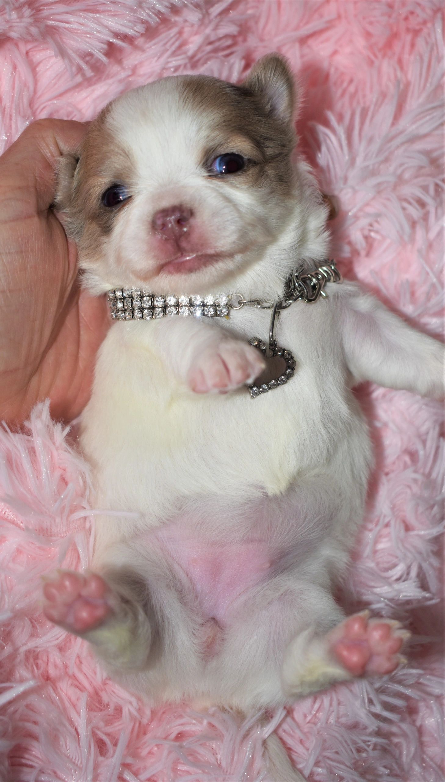 A Charlotte's Web Chihuahua