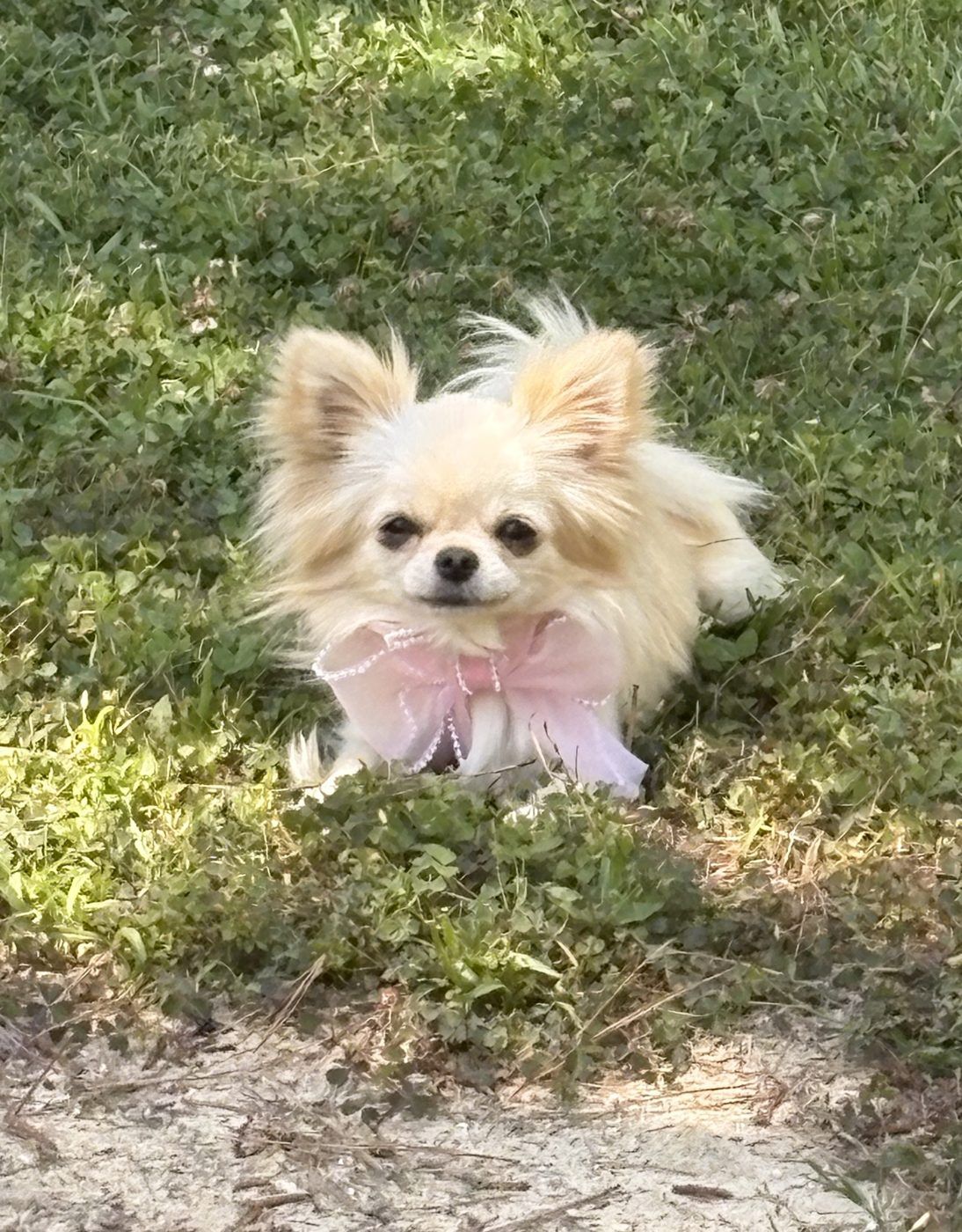 Elsa, a Cream Long Coat at Charlotte's Web of Chihuahuas