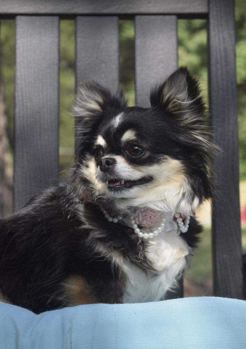Ms. Hattie, a Black & Tan Long Coat at Charlotte's Web of Chihuahuas