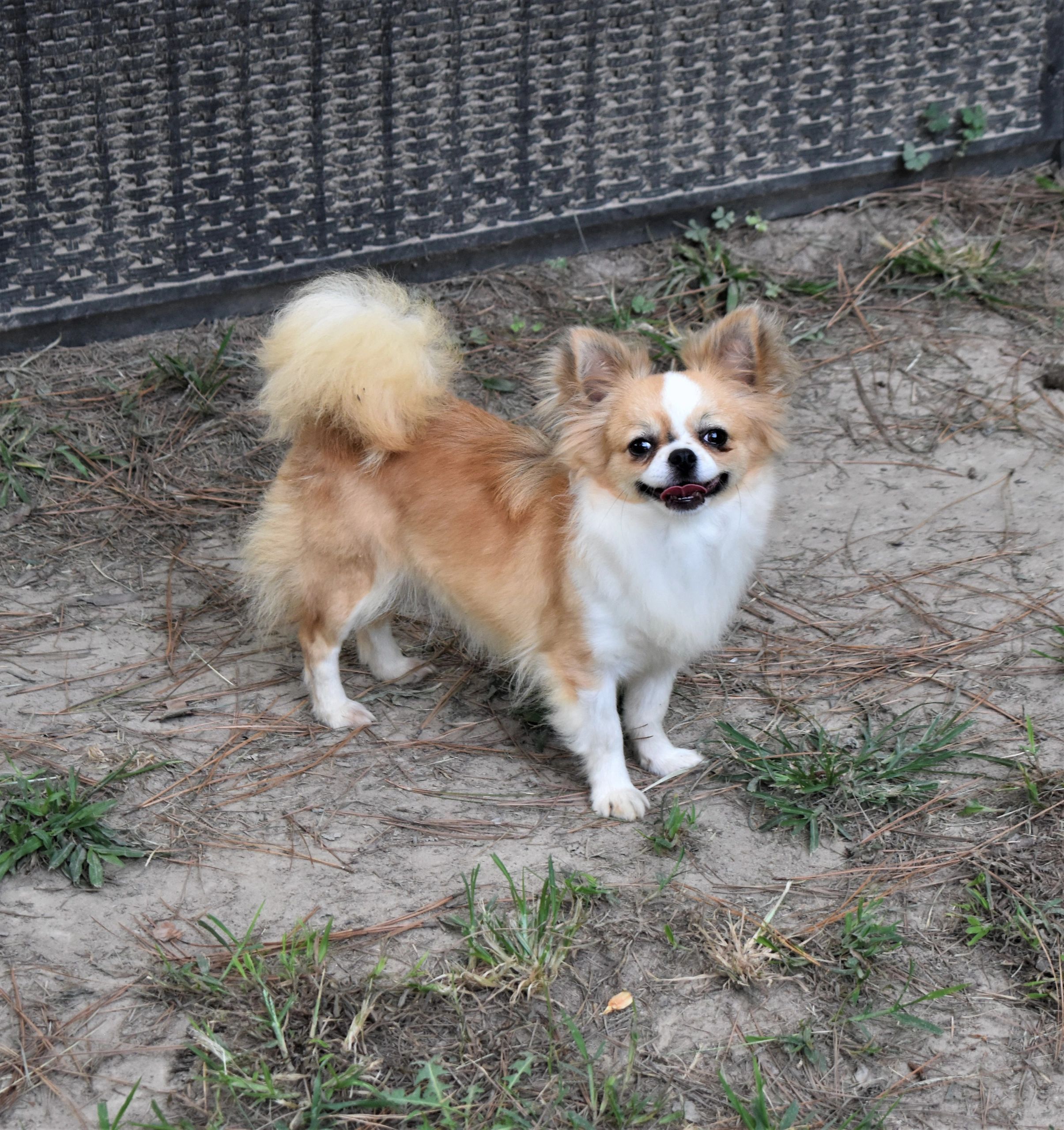 Sema, a Fawn Sable at Charlotte's Web of Chihuahuas