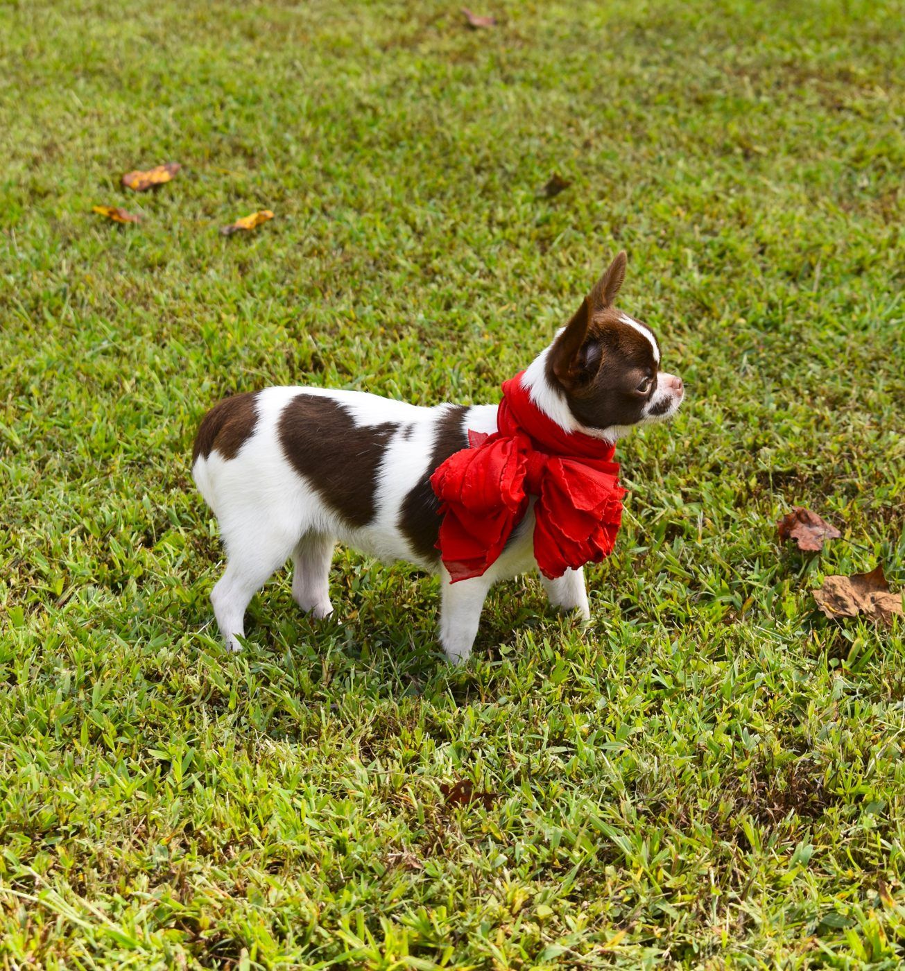 Rasha, a Chocolate Spotted on White at Charlotte's Web of Chihuahuas