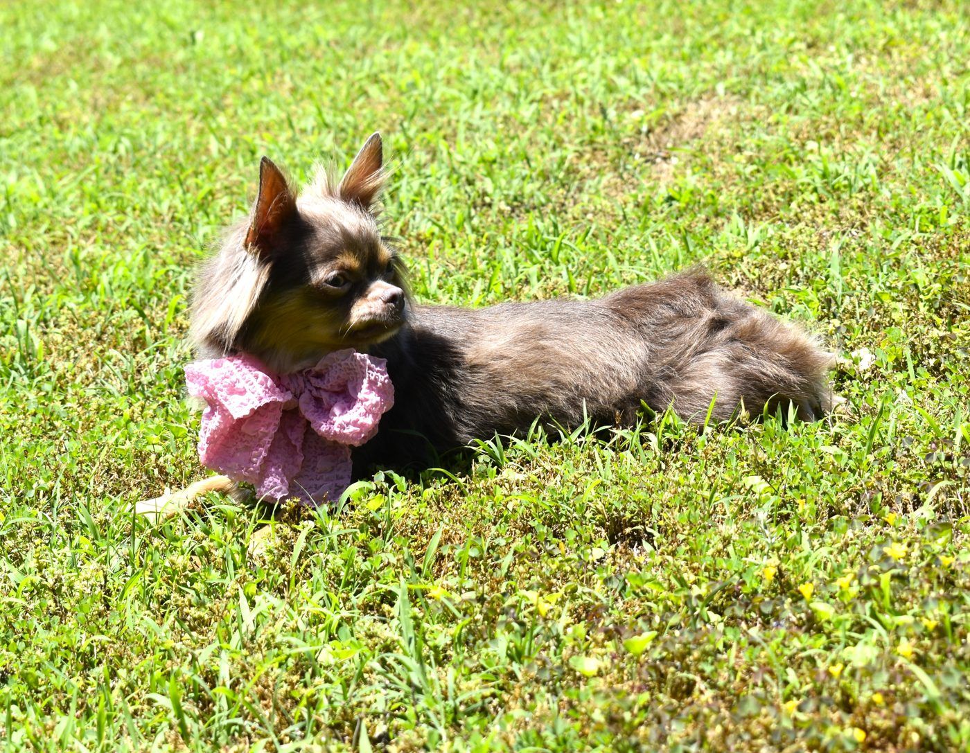 Jazzy, a Lilac at Charlotte's Web of Chihuahuas