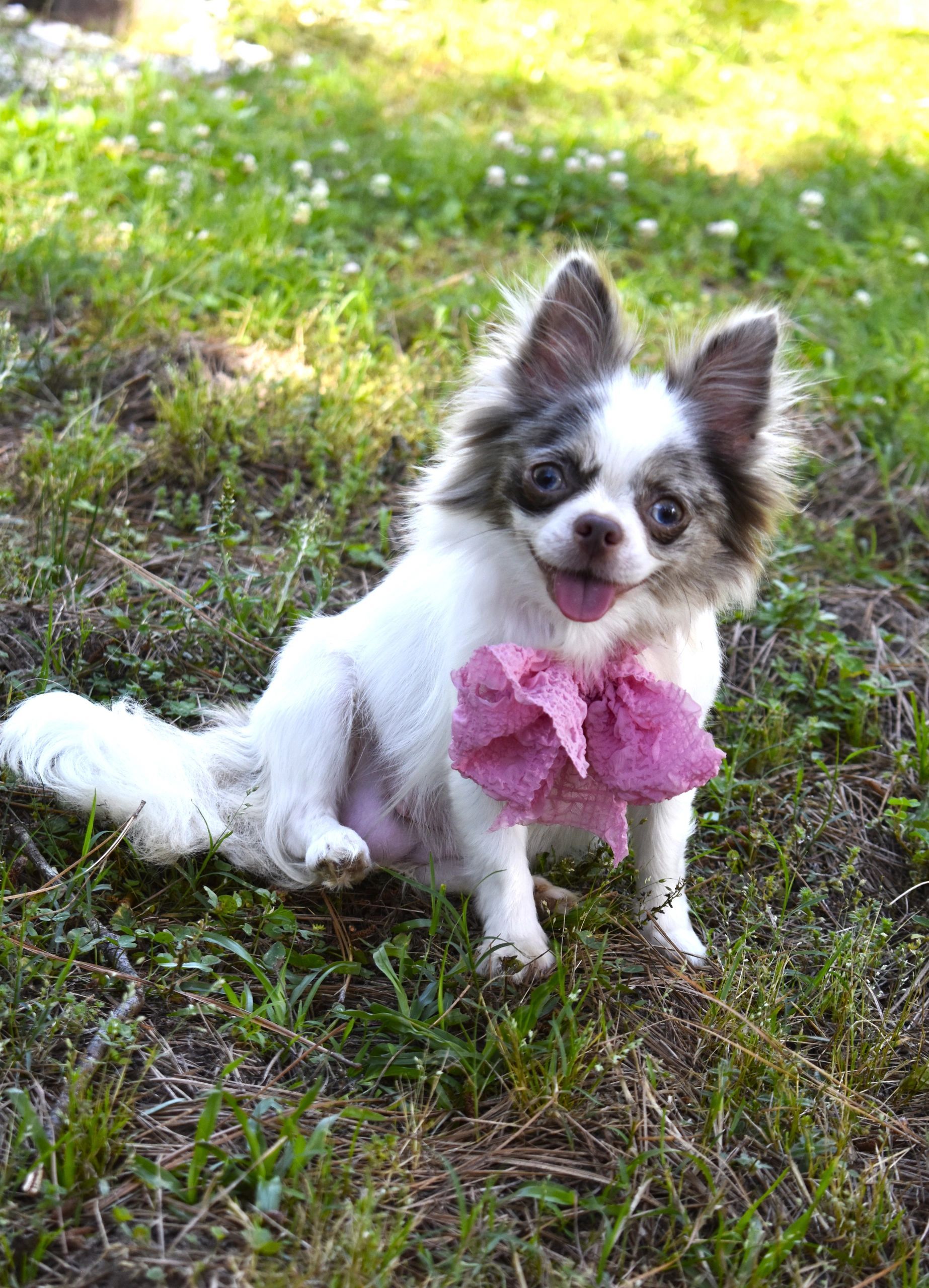 Maisey, a Blue Merle at Charlotte's Web of Chihuahuas