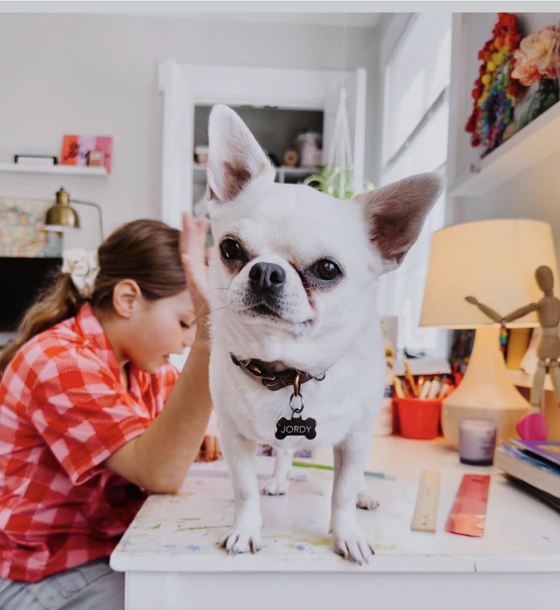 A Charlotte's Web Chihuahua