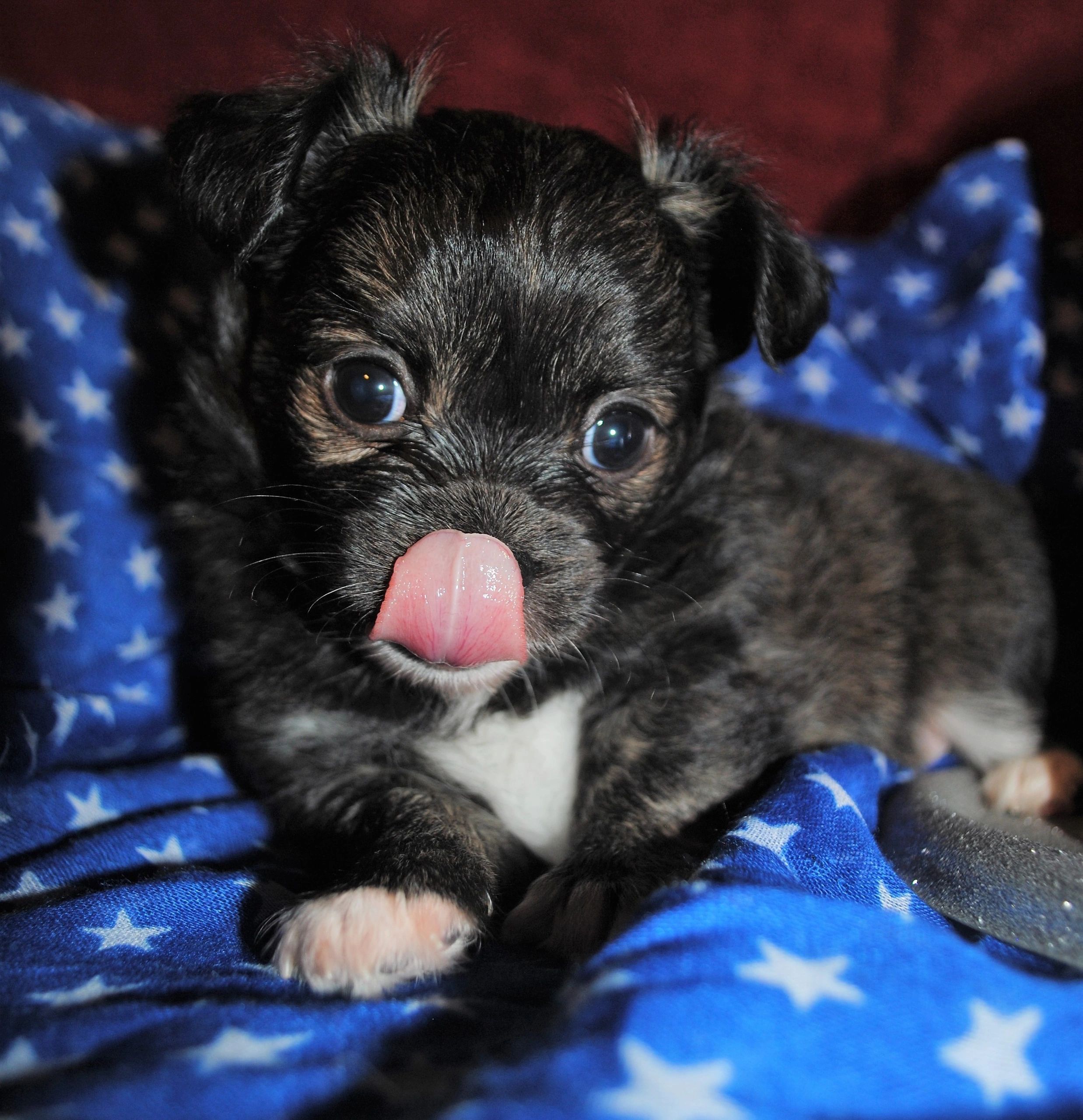 A Charlotte's Web Chihuahua