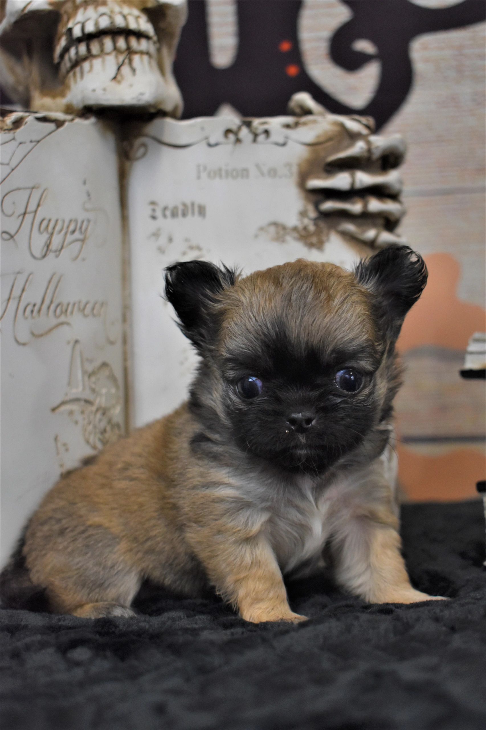 A Charlotte's Web Chihuahua