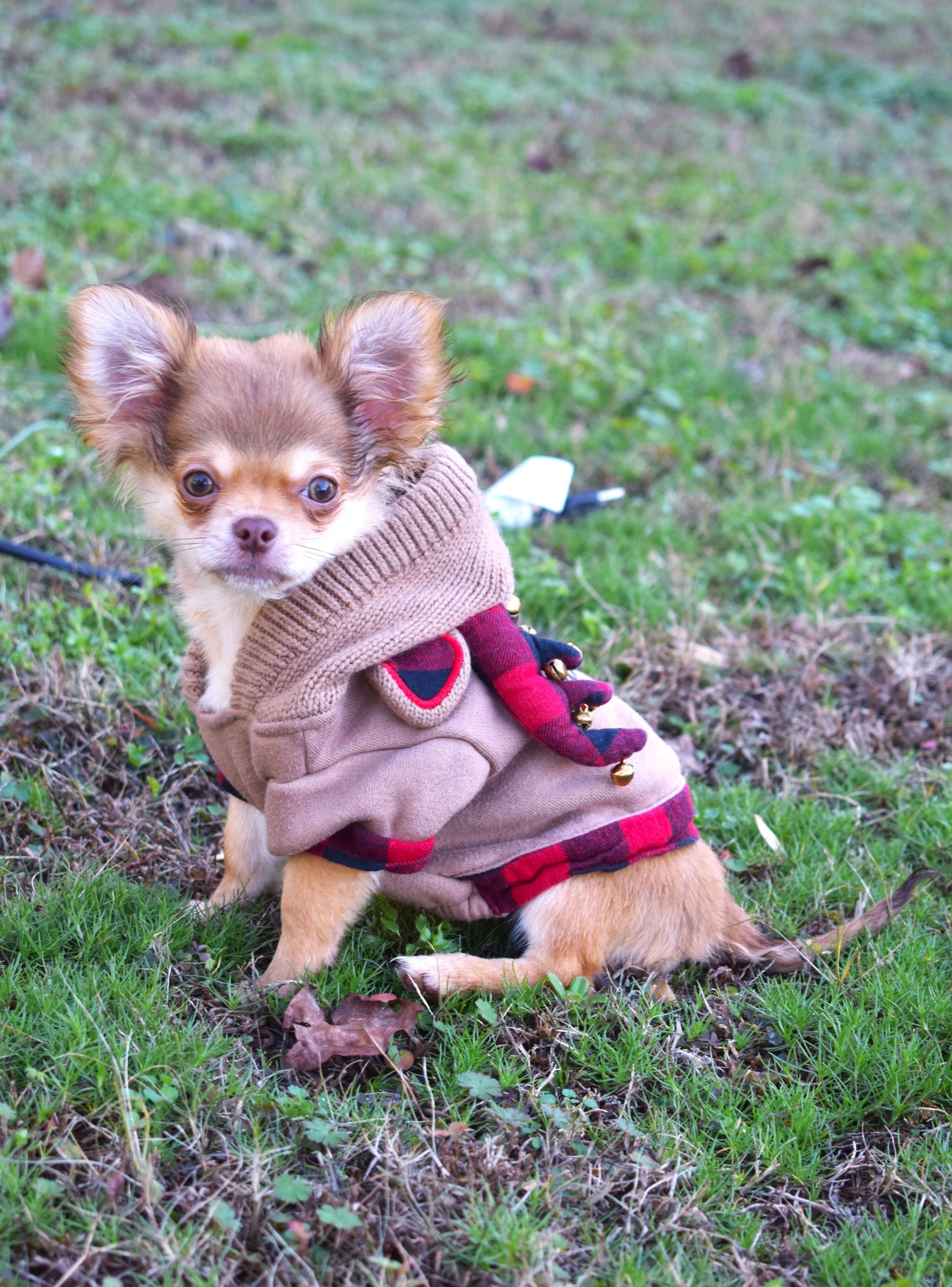 A Charlotte's Web Chihuahua